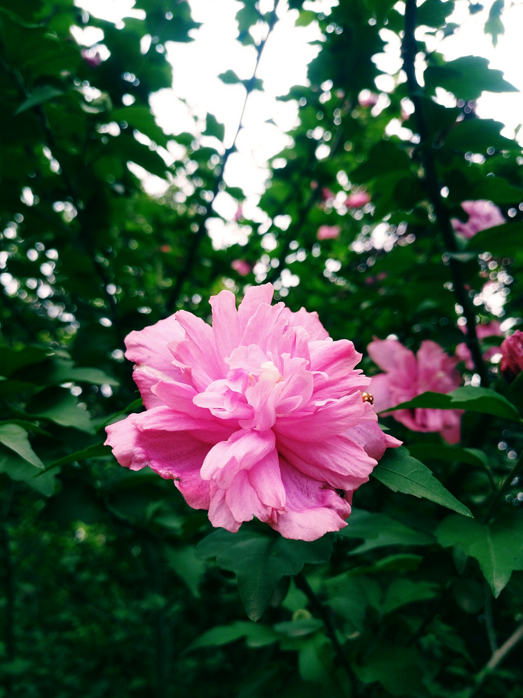 粉紫重瓣木槿(首发)