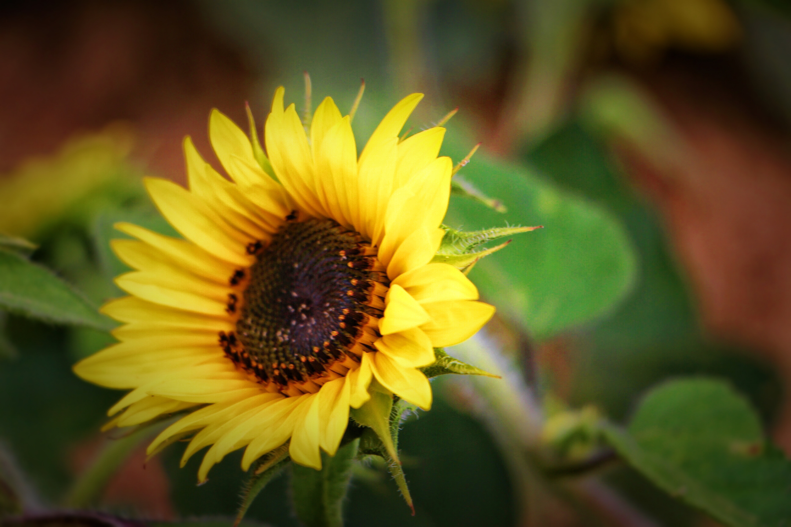 【首发】朝阳花