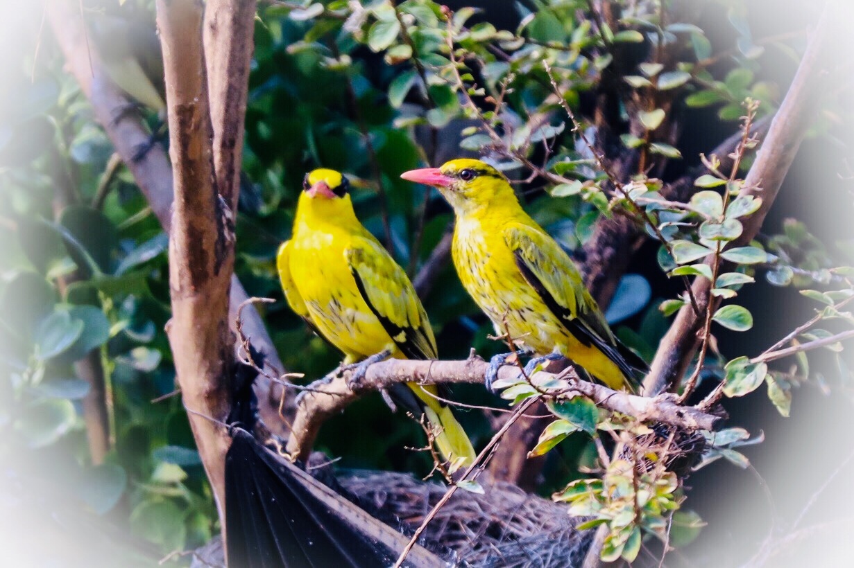 黄鹂鸟的公母区分图片图片