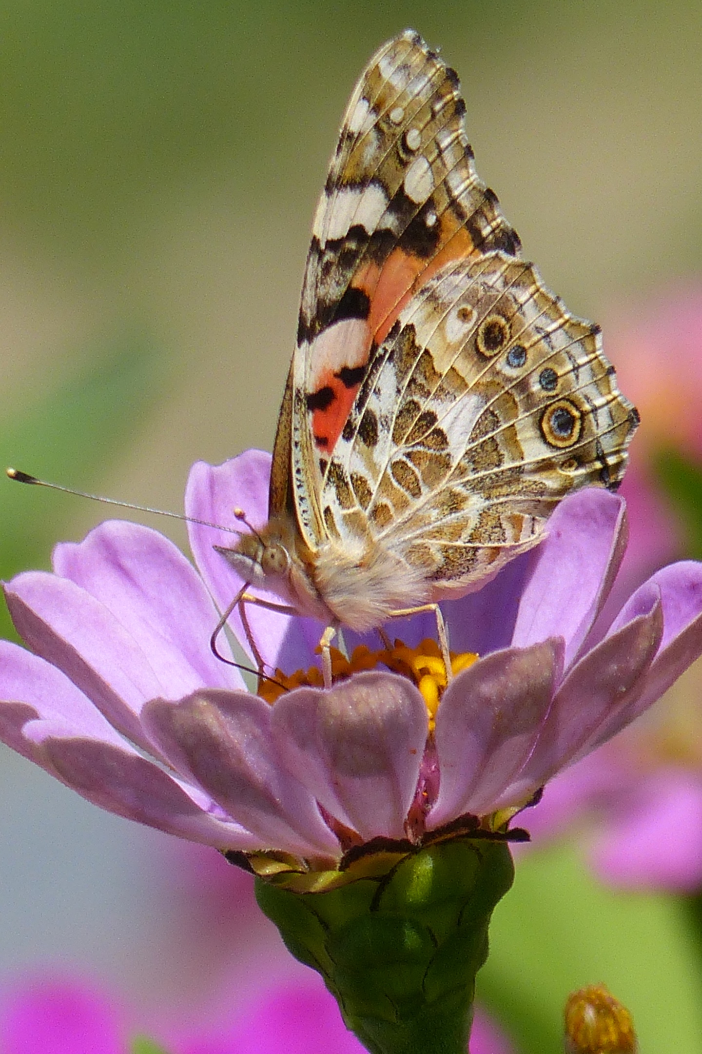 蝶飞蜂舞好时节