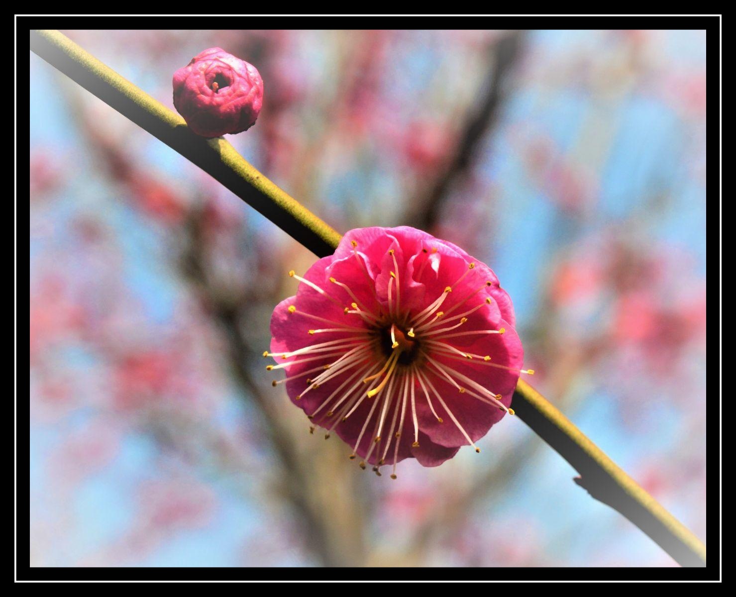 傲然怒放 梅花