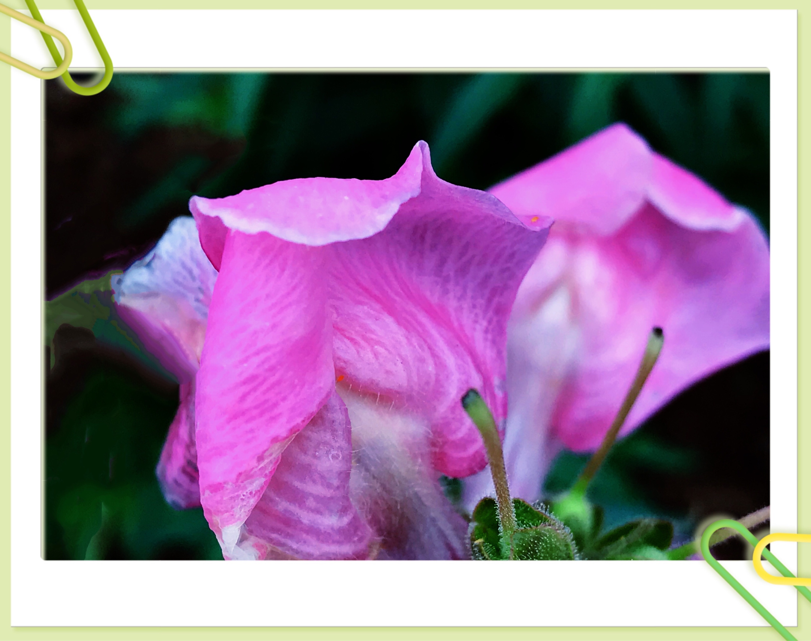 粉红色的金鱼草