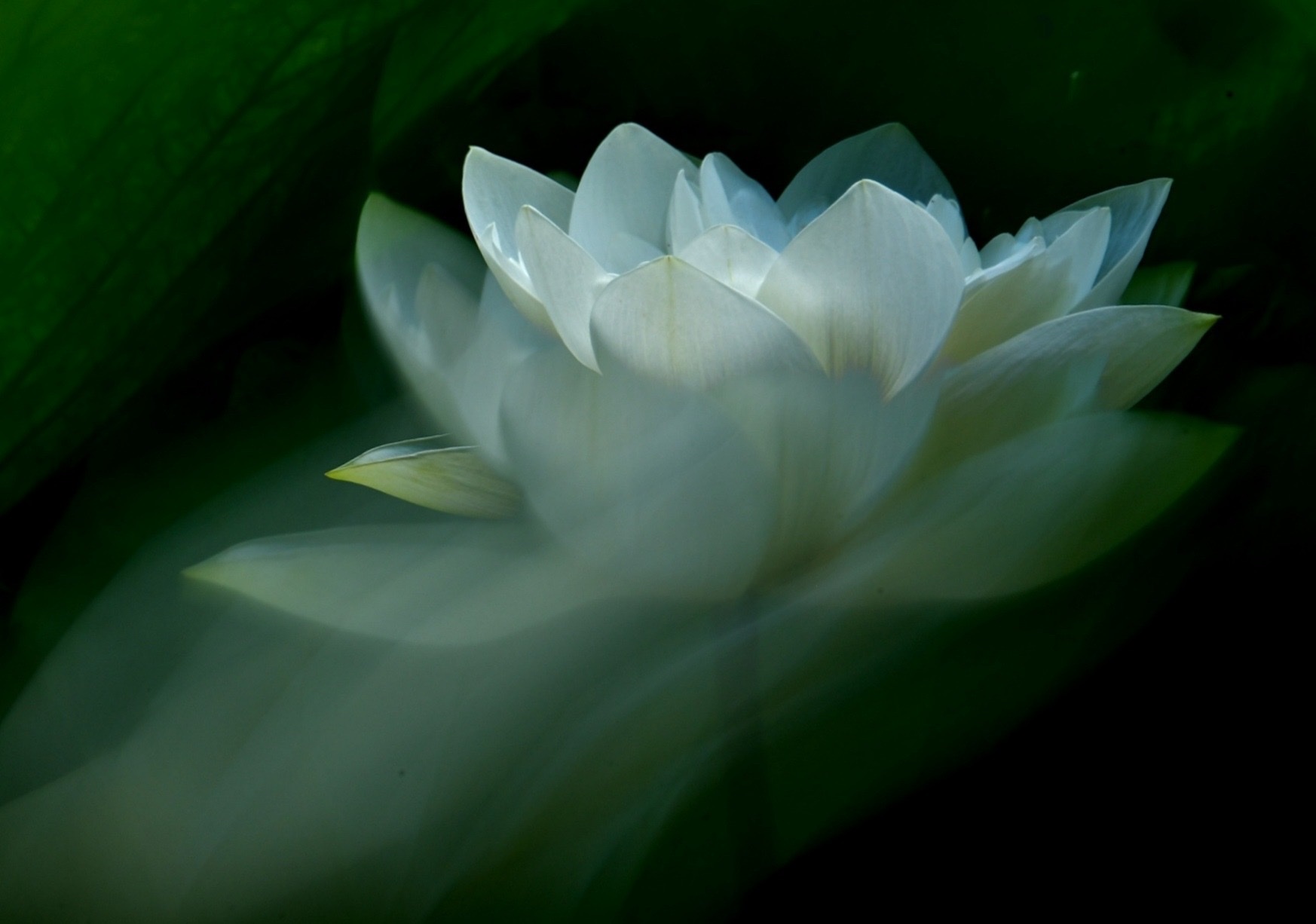 【首发】白莲花迎夏(八)