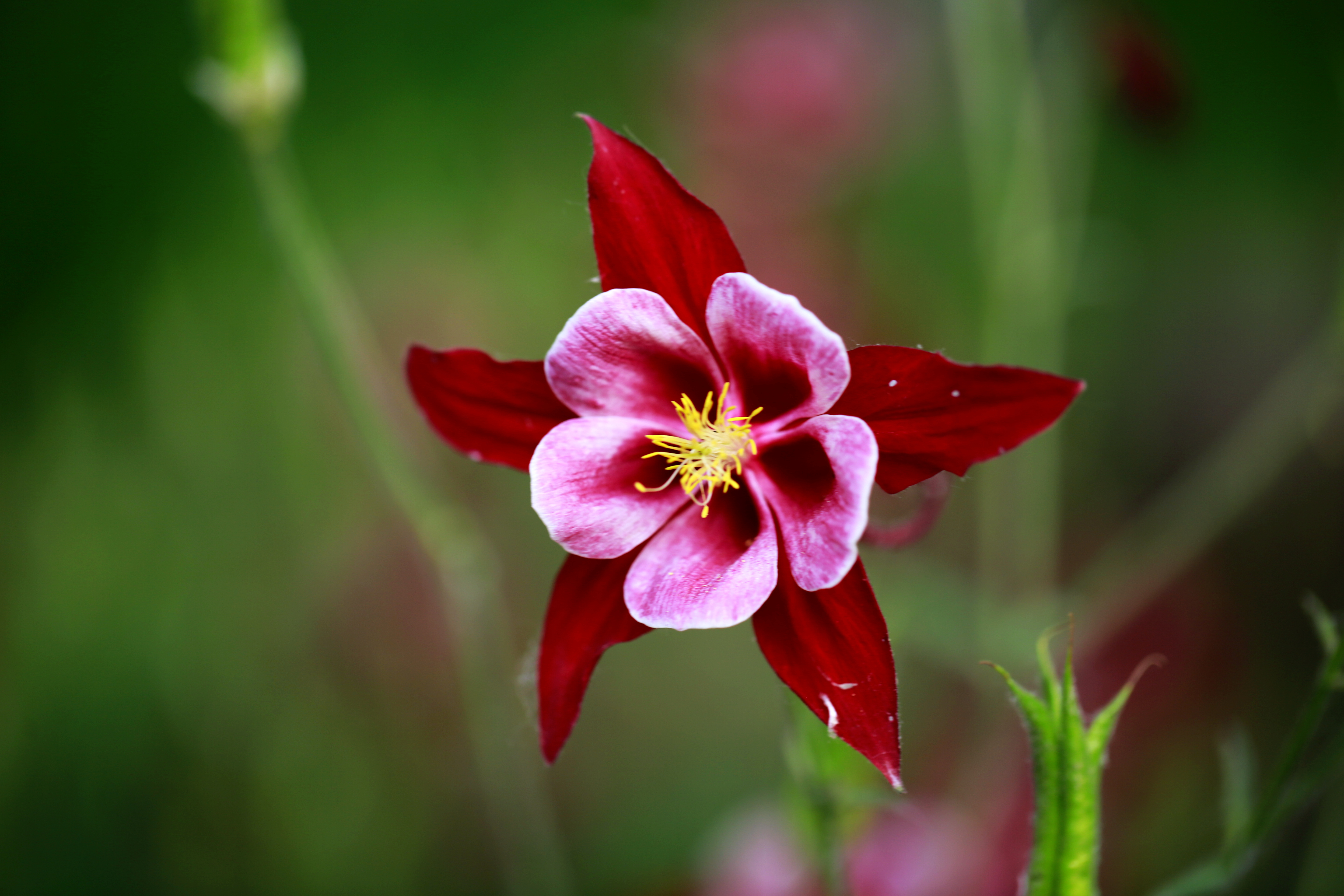 优美逸趣漏斗花