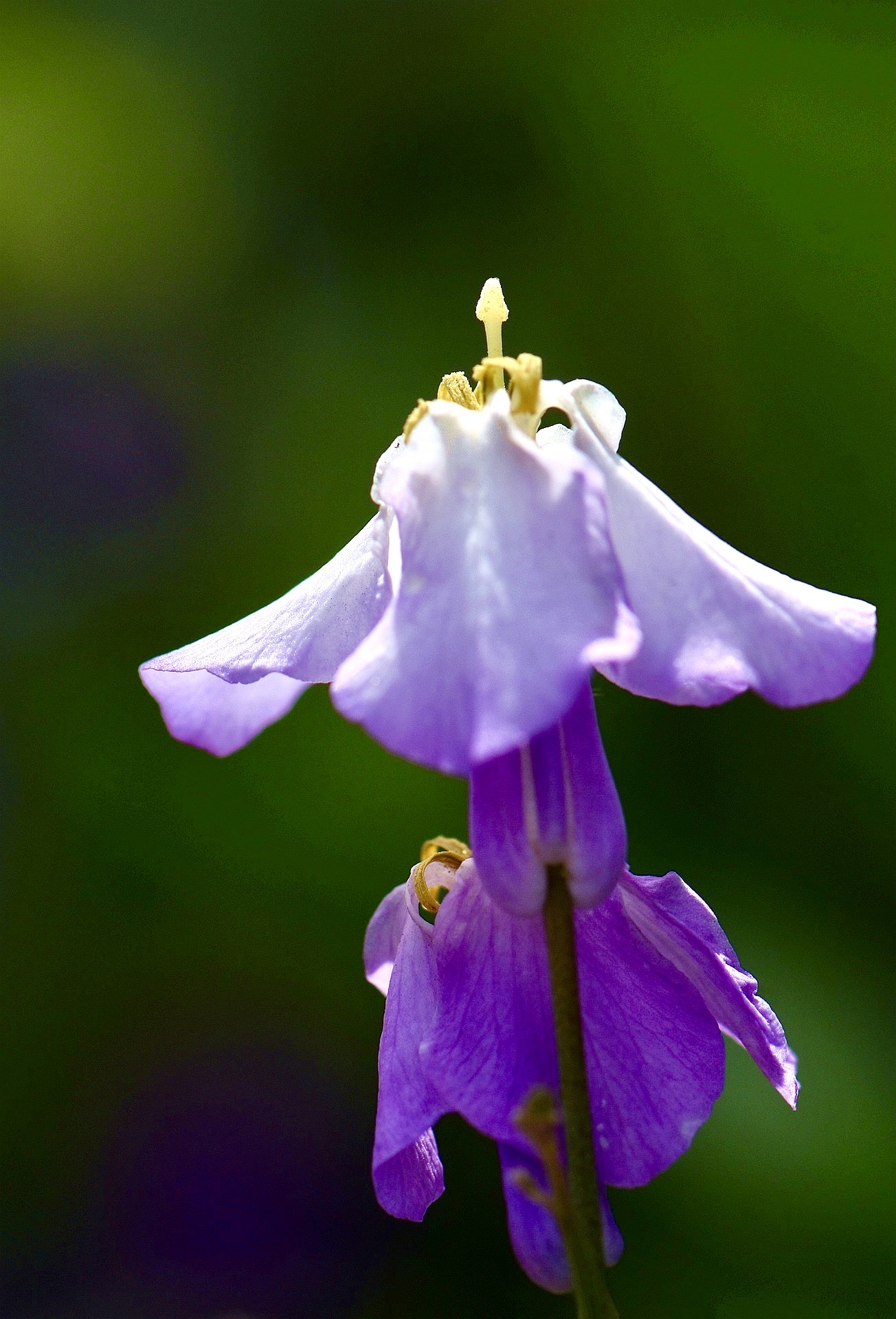 二月兰的花语是谦逊质朴,无私奉献.