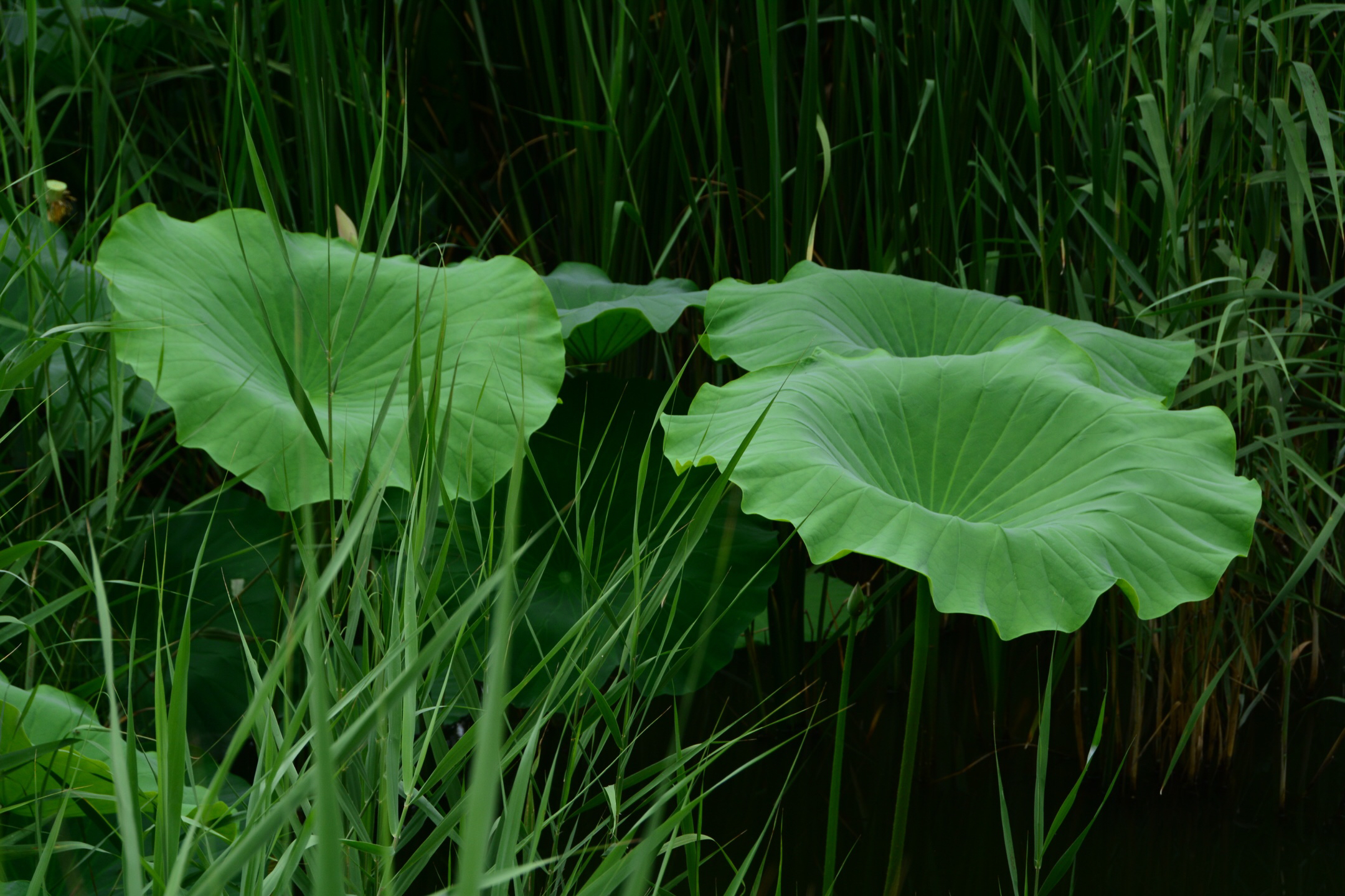 绿色,是夏日里的主打颜色