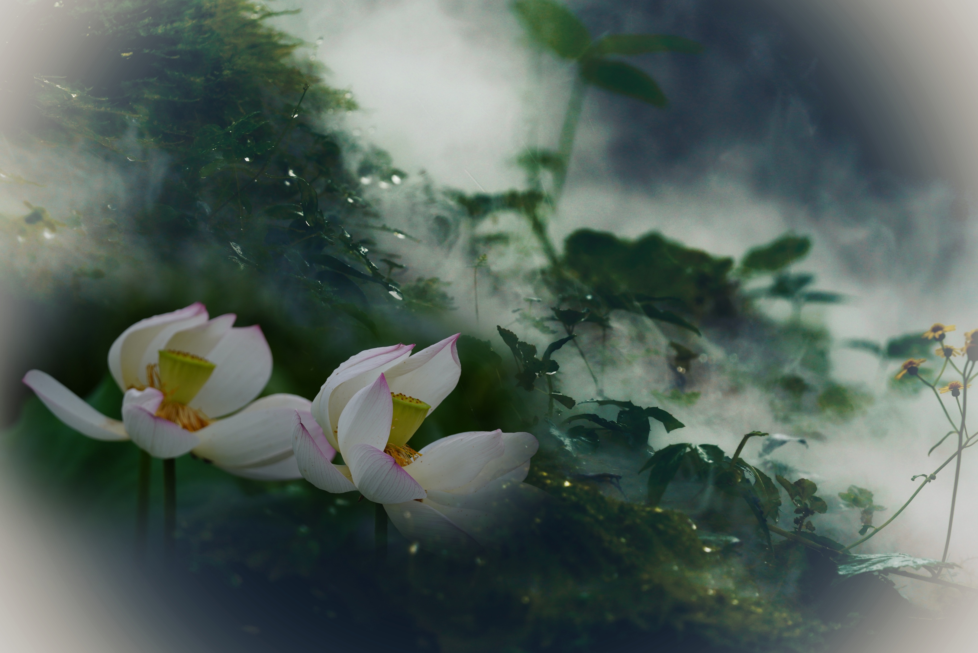 烟雨芙蓉出水来