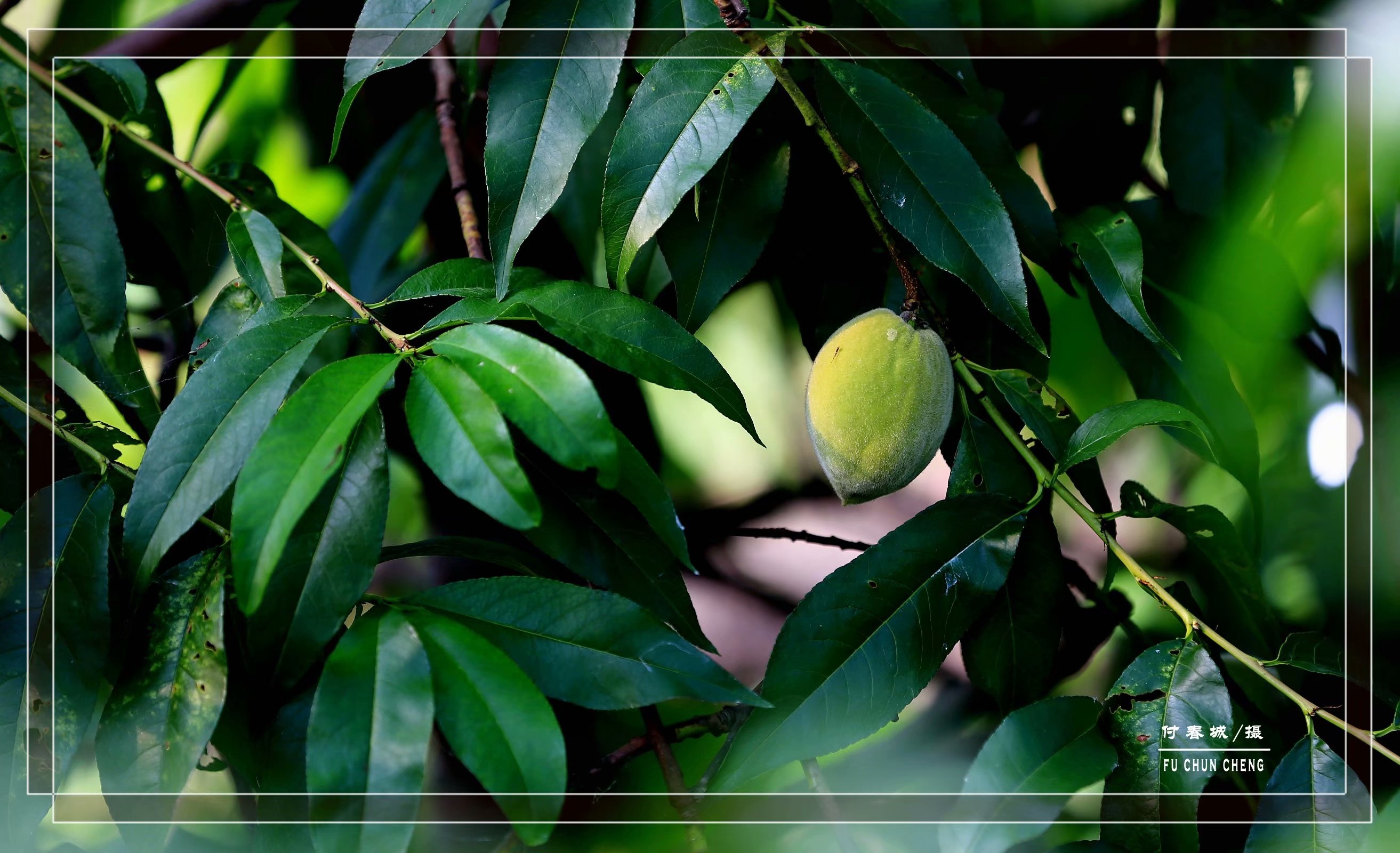 (原创首发)黄桃要熟了