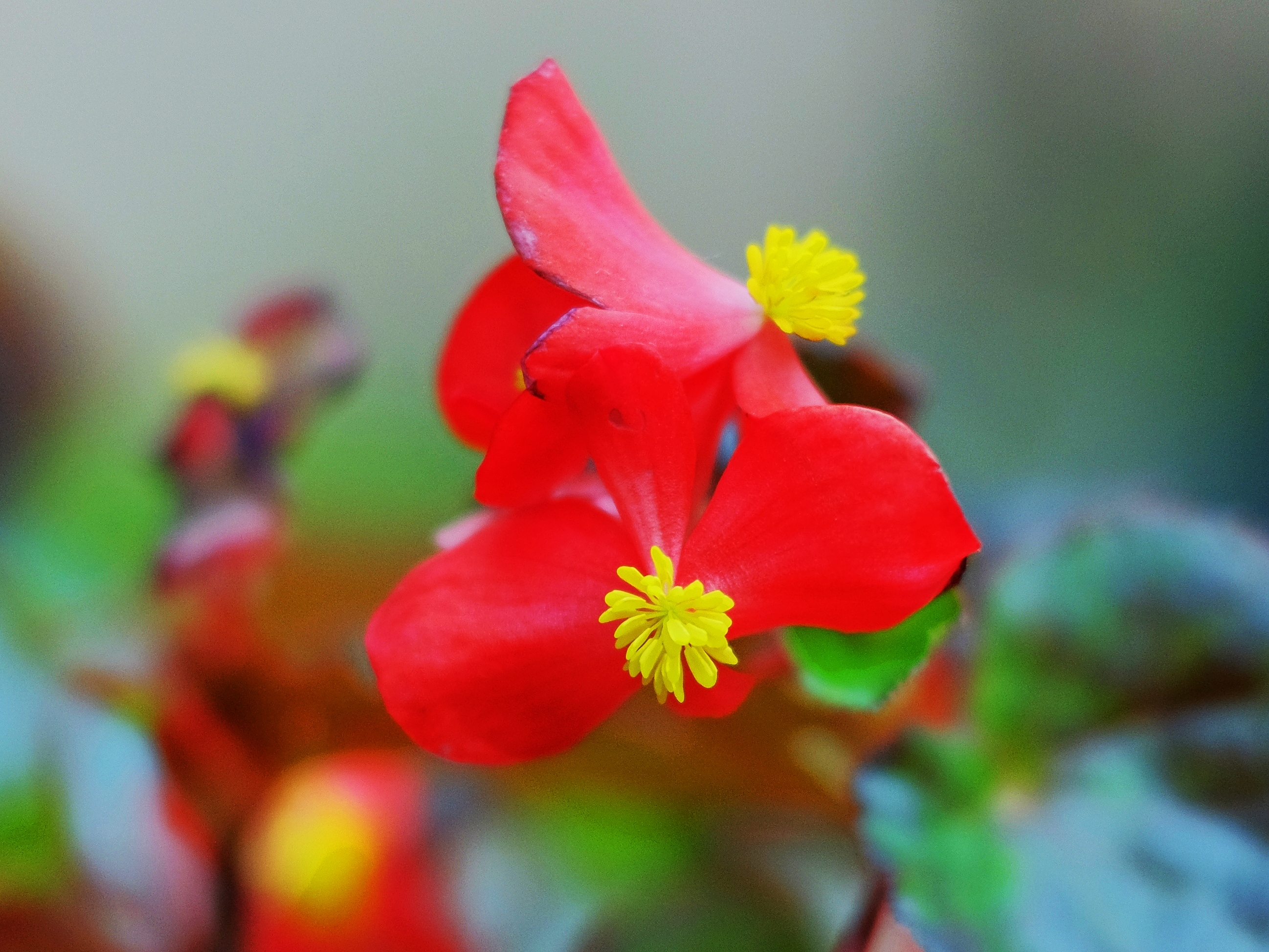 春夏秋冬的代表花图片