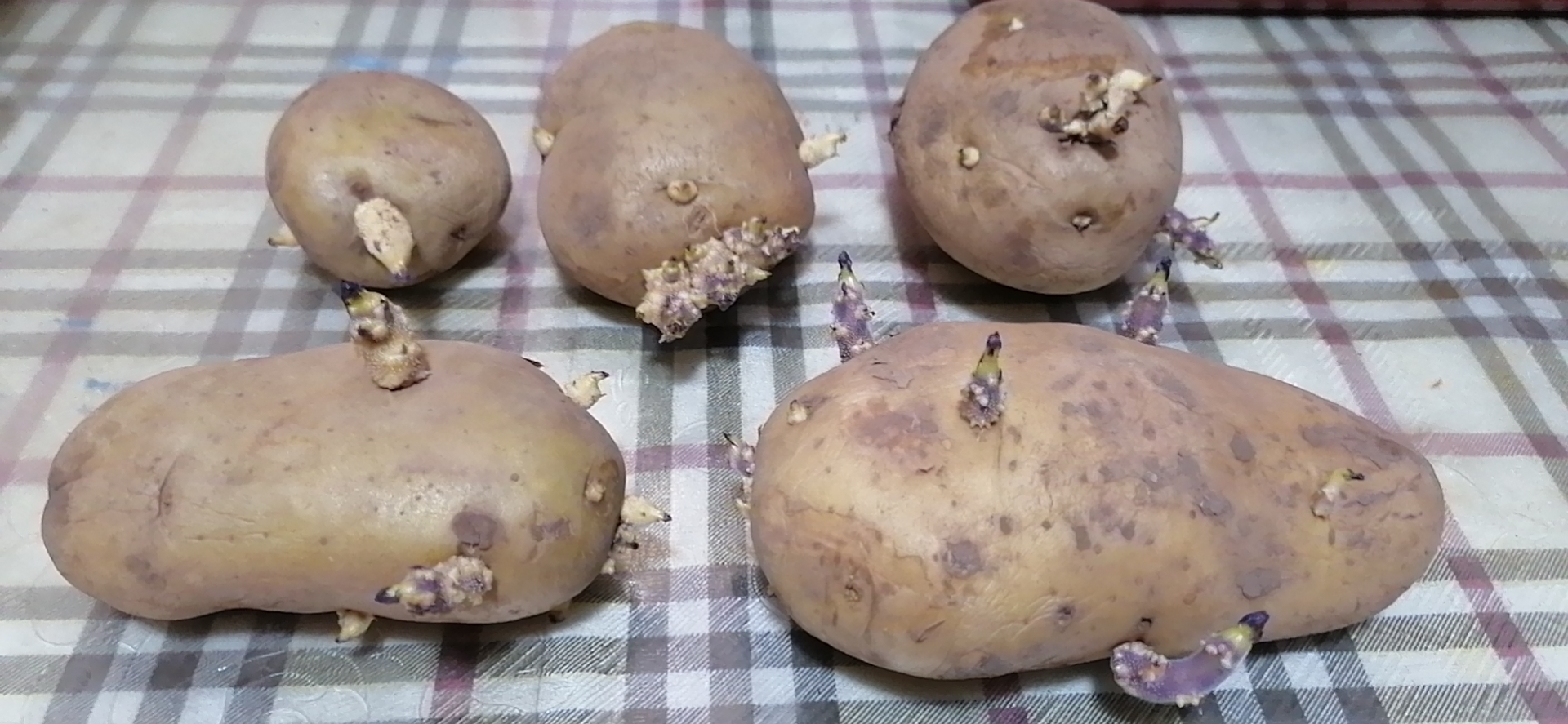 发芽的土豆有毒素我左看右看就是不舍得丢掉它我不吃它但拔掉了它的芽