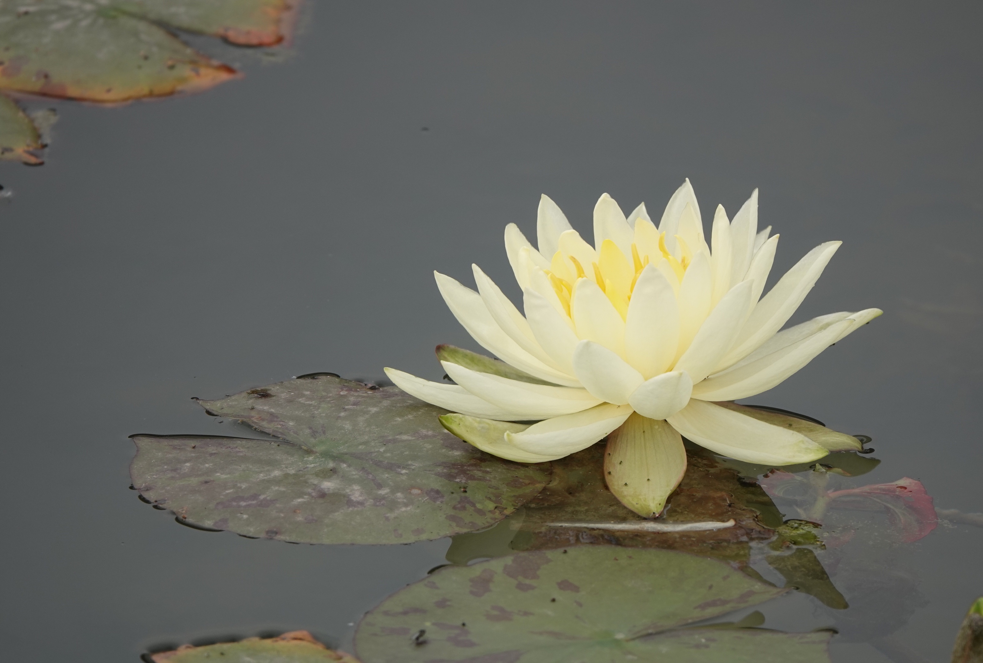 【首发】最美睡莲花正艳