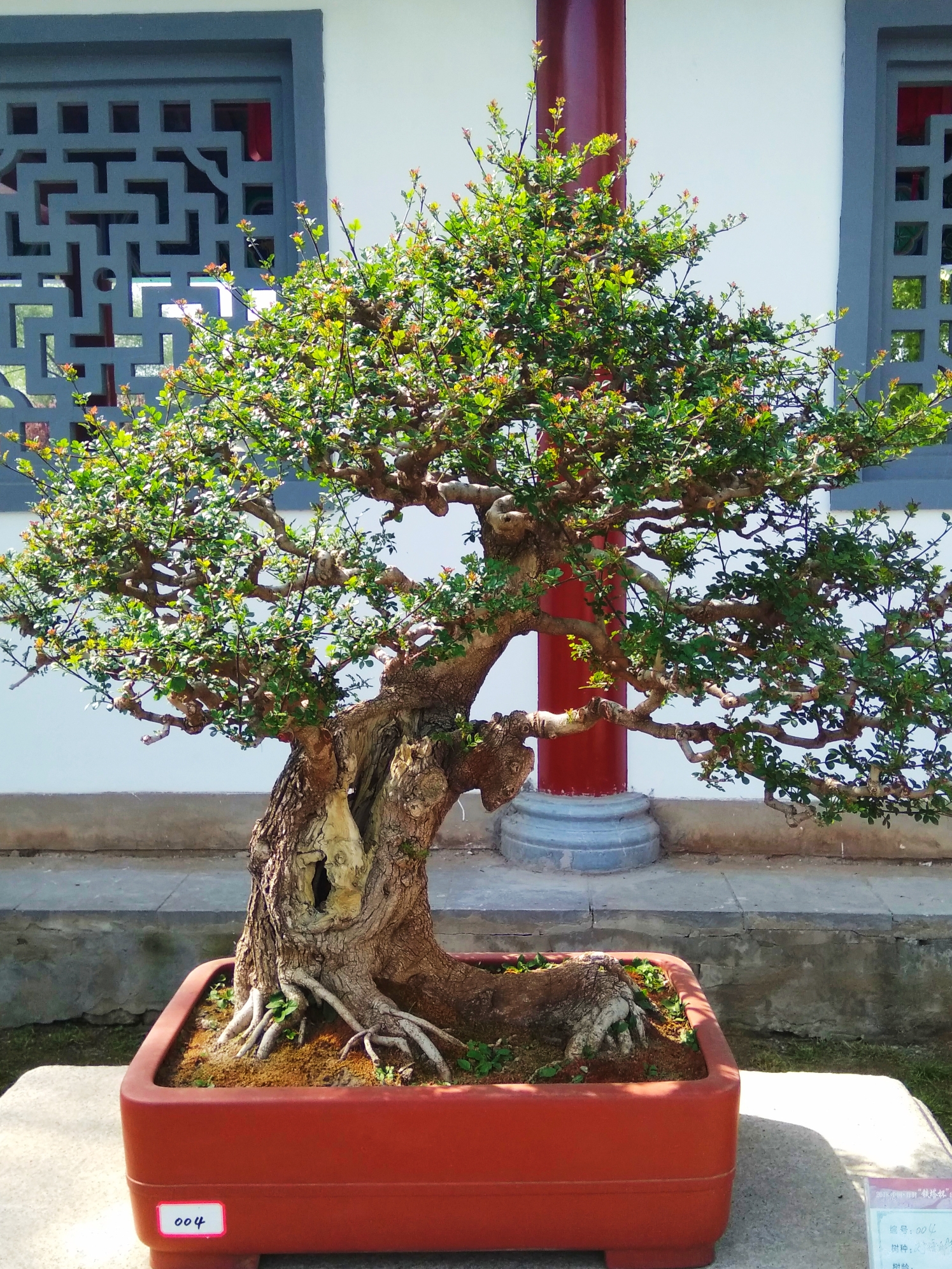 再聚铁塔公园观赏精品盆景展