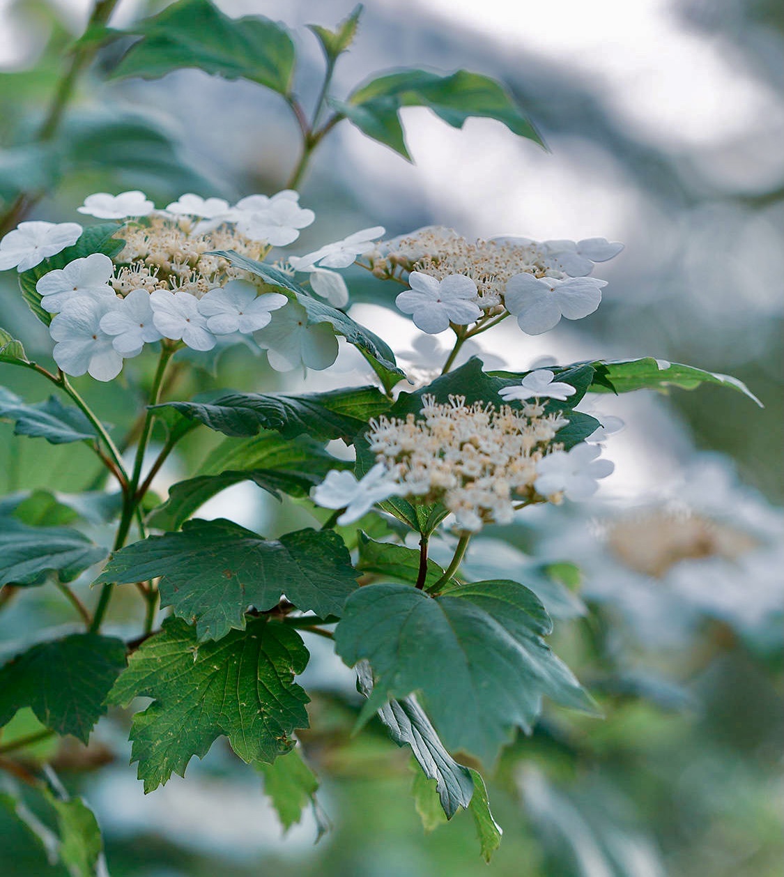 【首发】天目琼花(一)