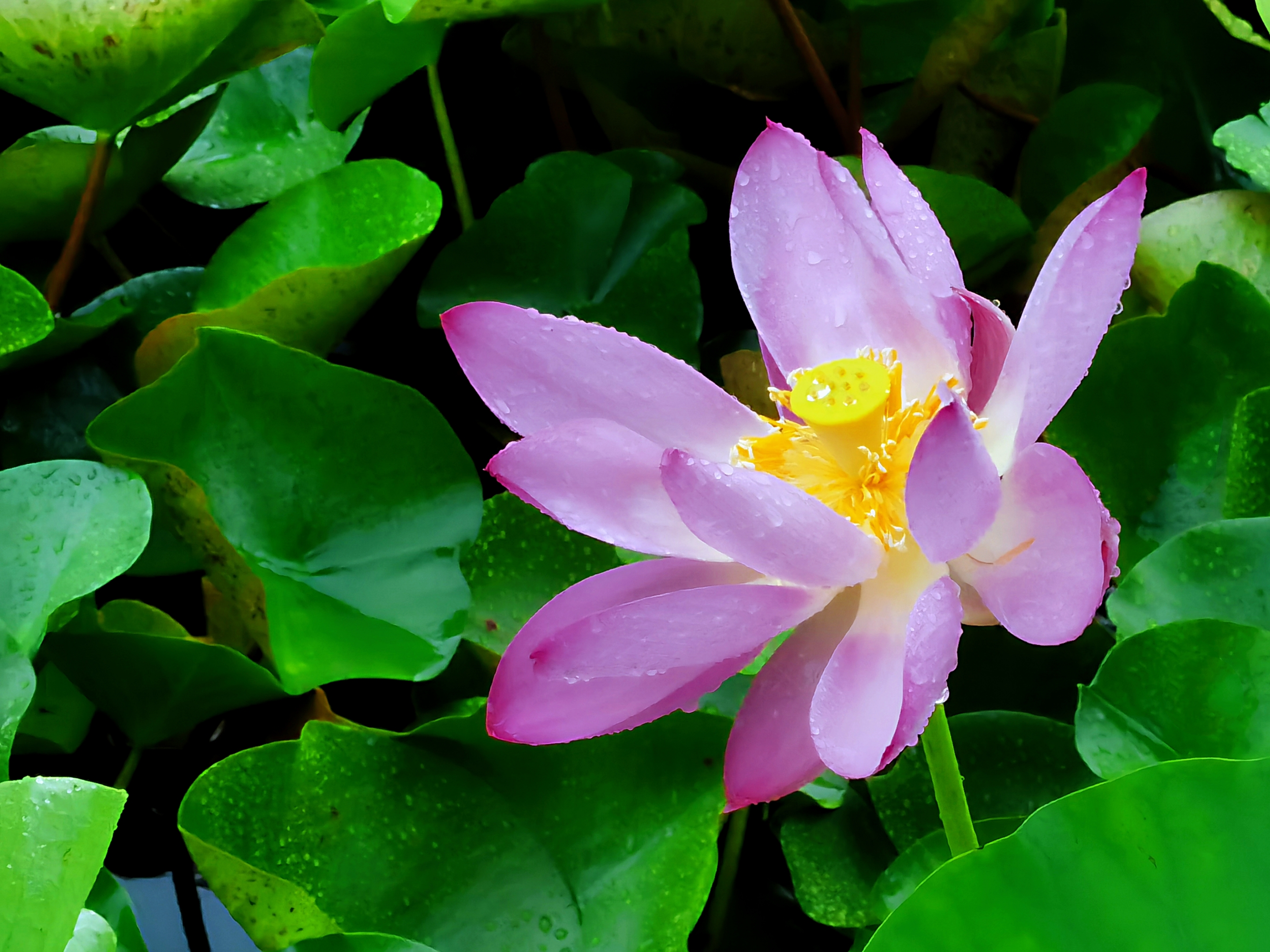 雨中荷花 首发