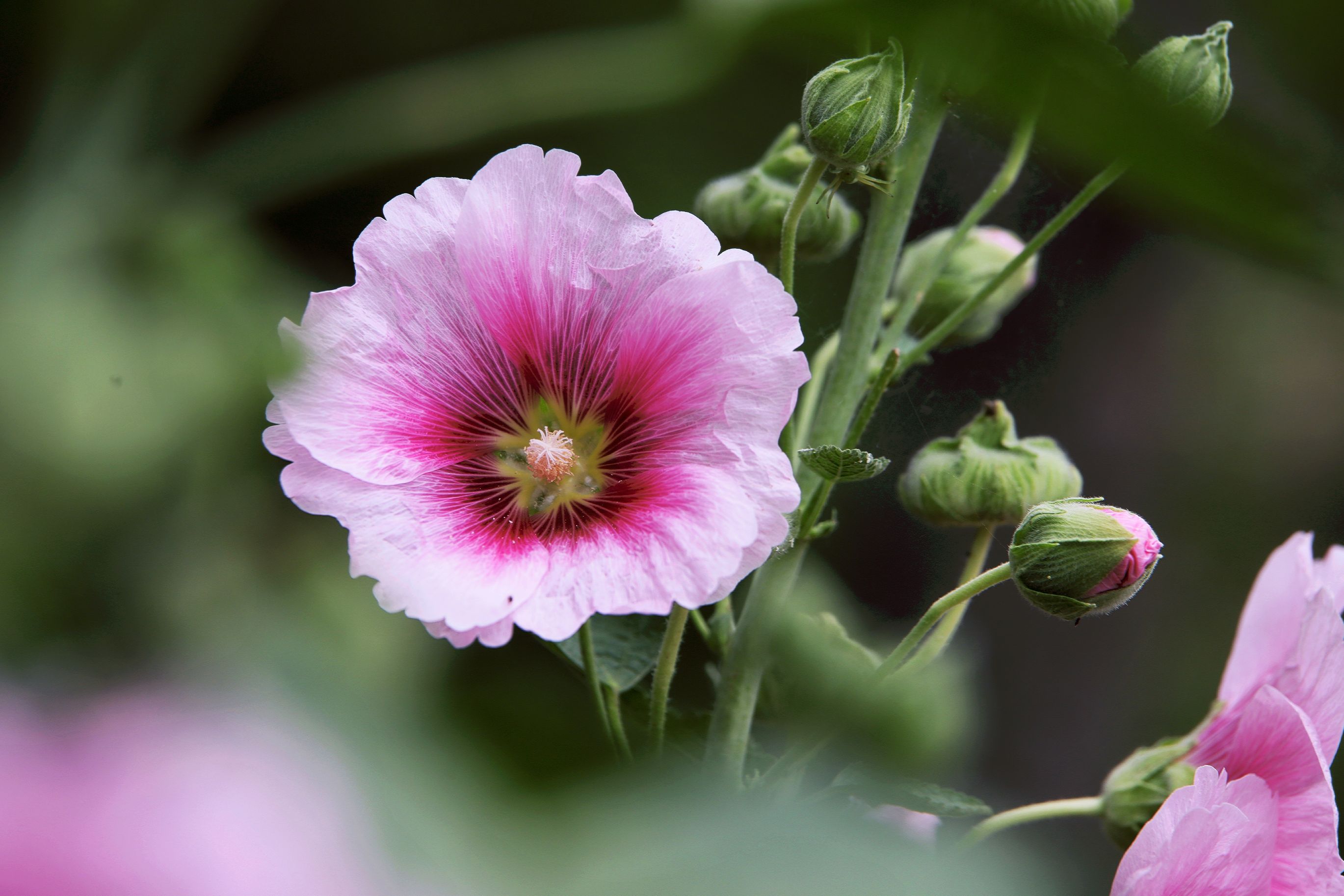 【首发】再拍蜀葵花(1)