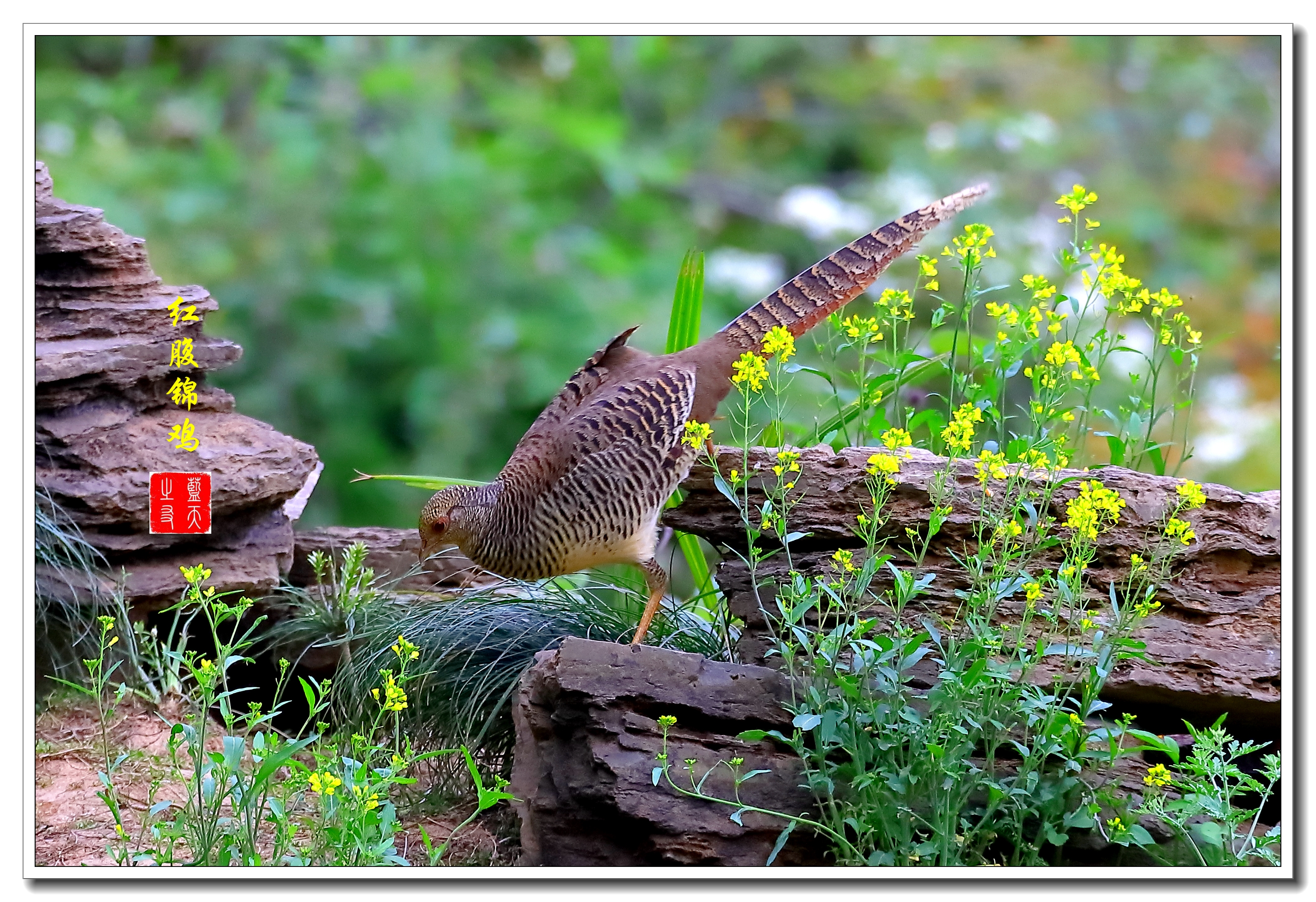 【首发】母鸡之美红腹锦鸡