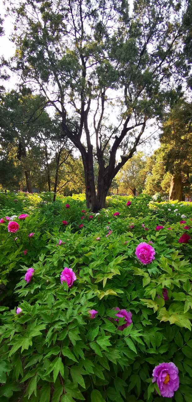 中山公园牡丹渐入佳境