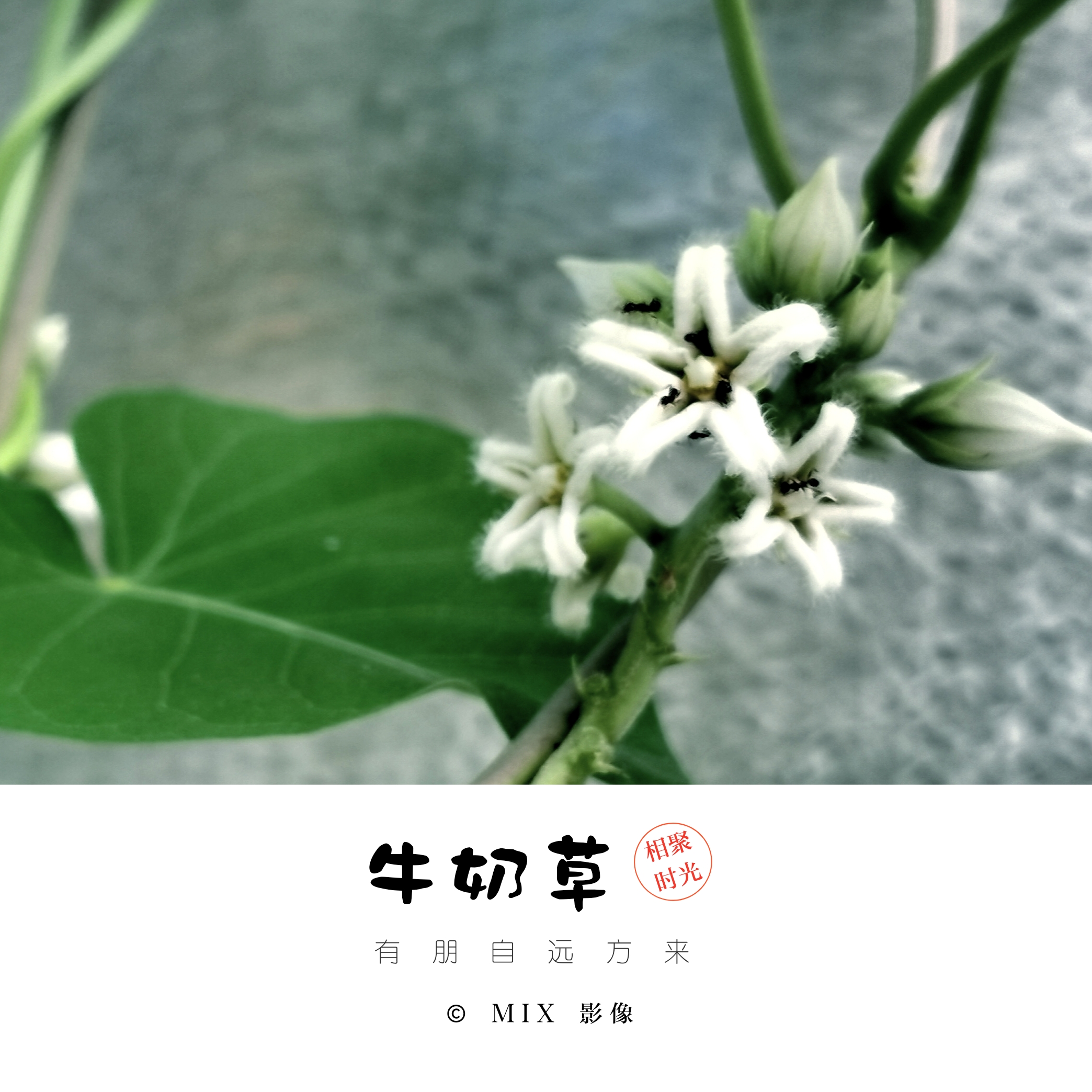 初相遇(牛奶草)《首发》