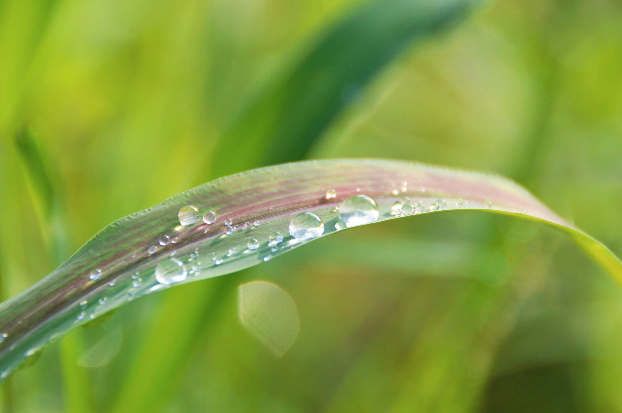 大自然清晨雨露图片图片