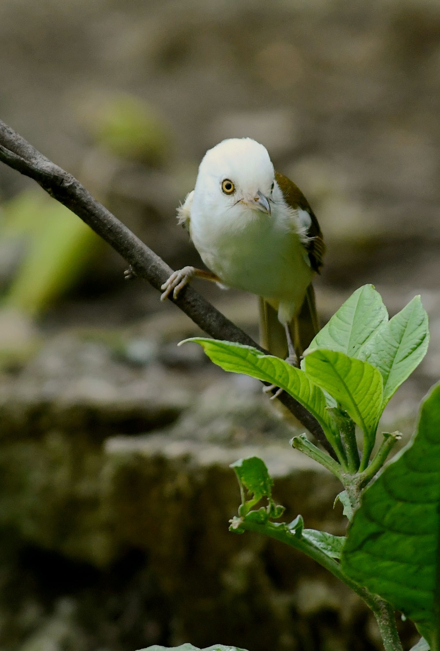白头鵙鹛
