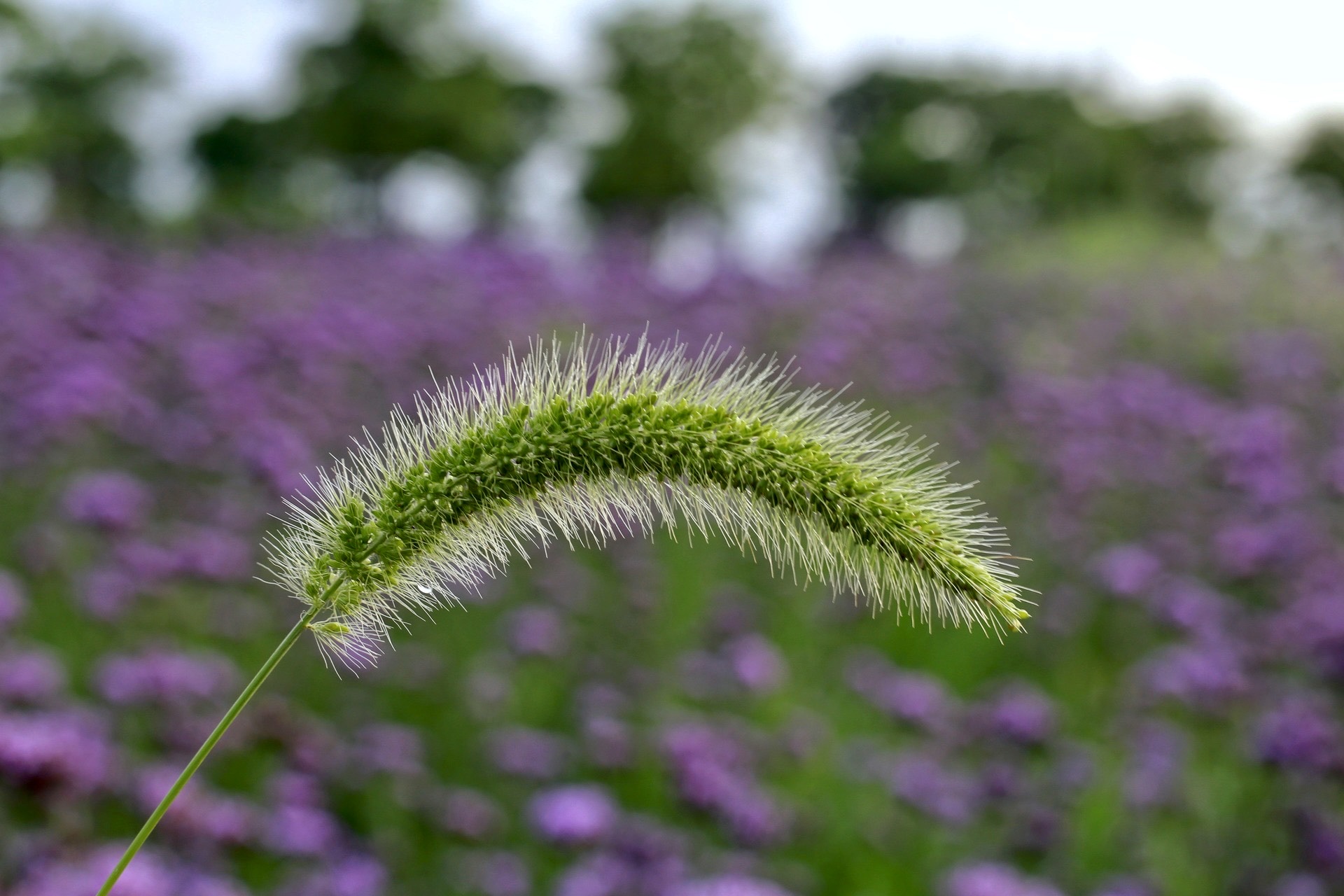 【首发】狗尾巴花(三)