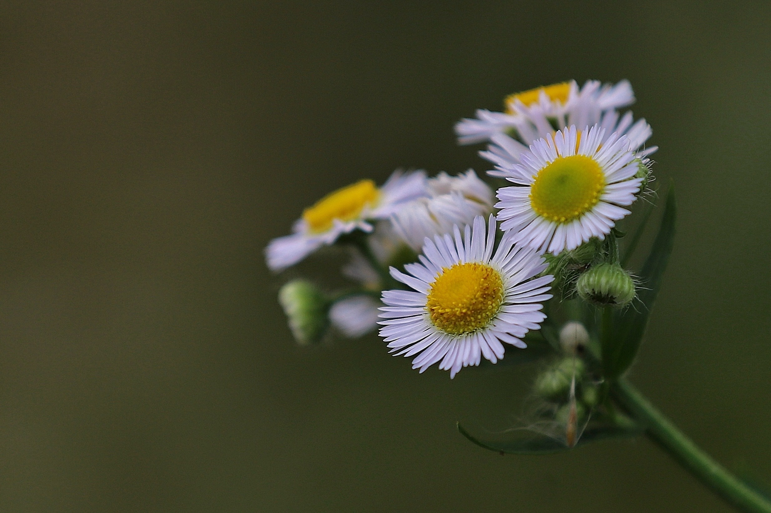 夏日里的野花～一年蓬