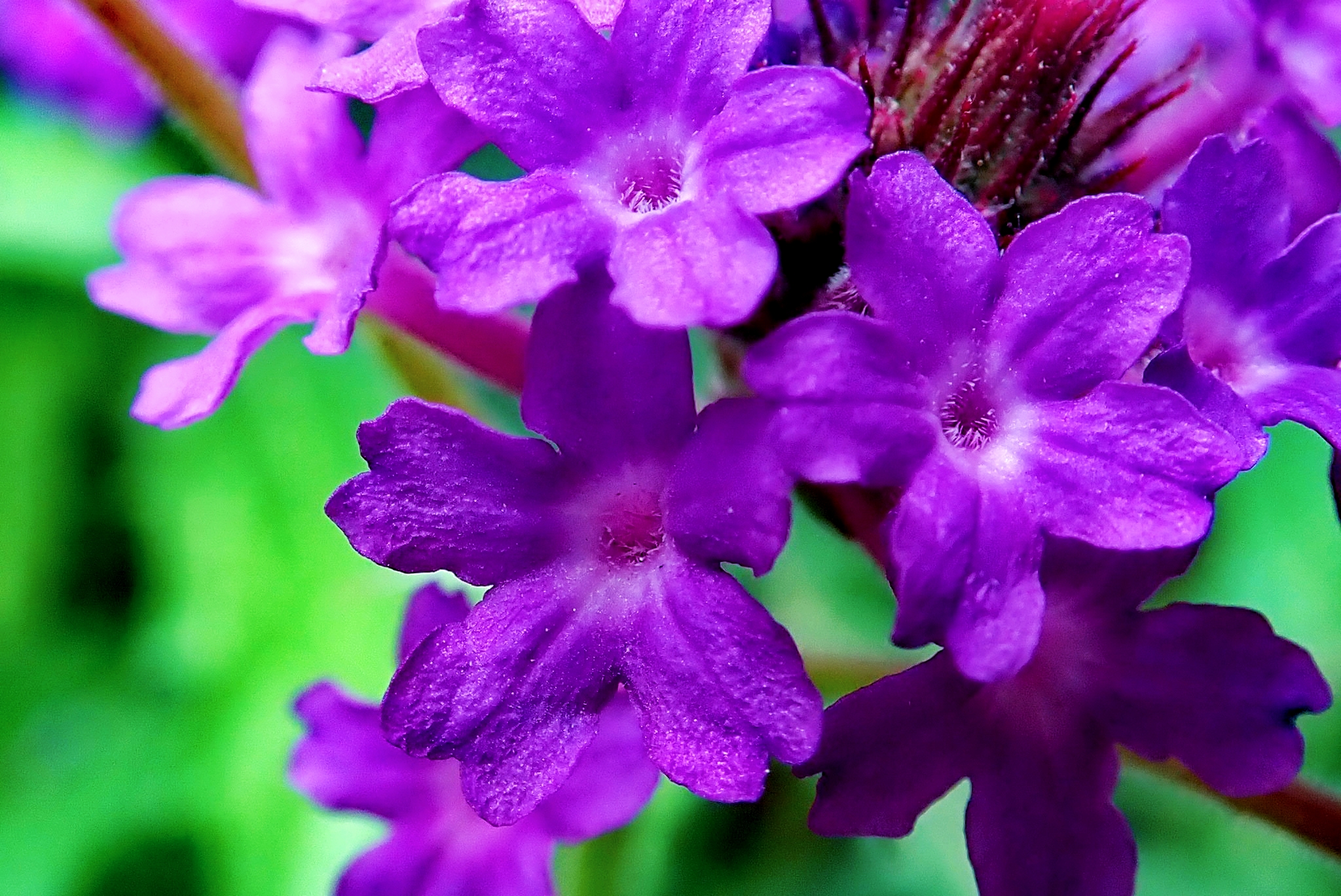 【首发】微拍马缨丹