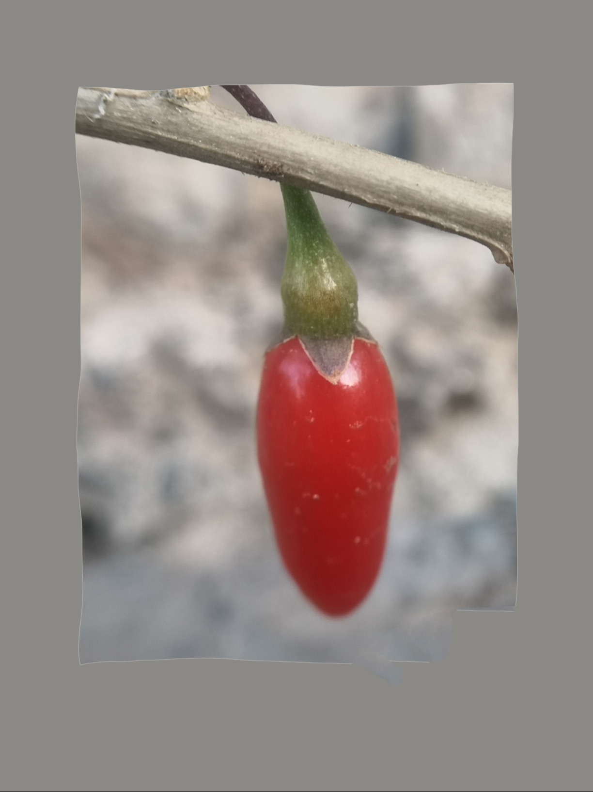 初冬山野枸杞漫山红