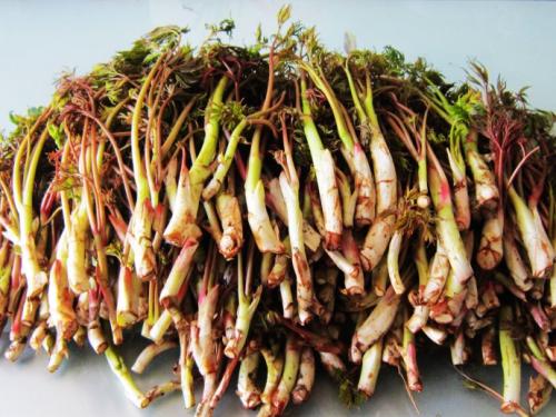 婆婆丁野芹菜 降血压柳蒿芽苦老芽 可食用 可药用苦老芽的根升麻牙疼