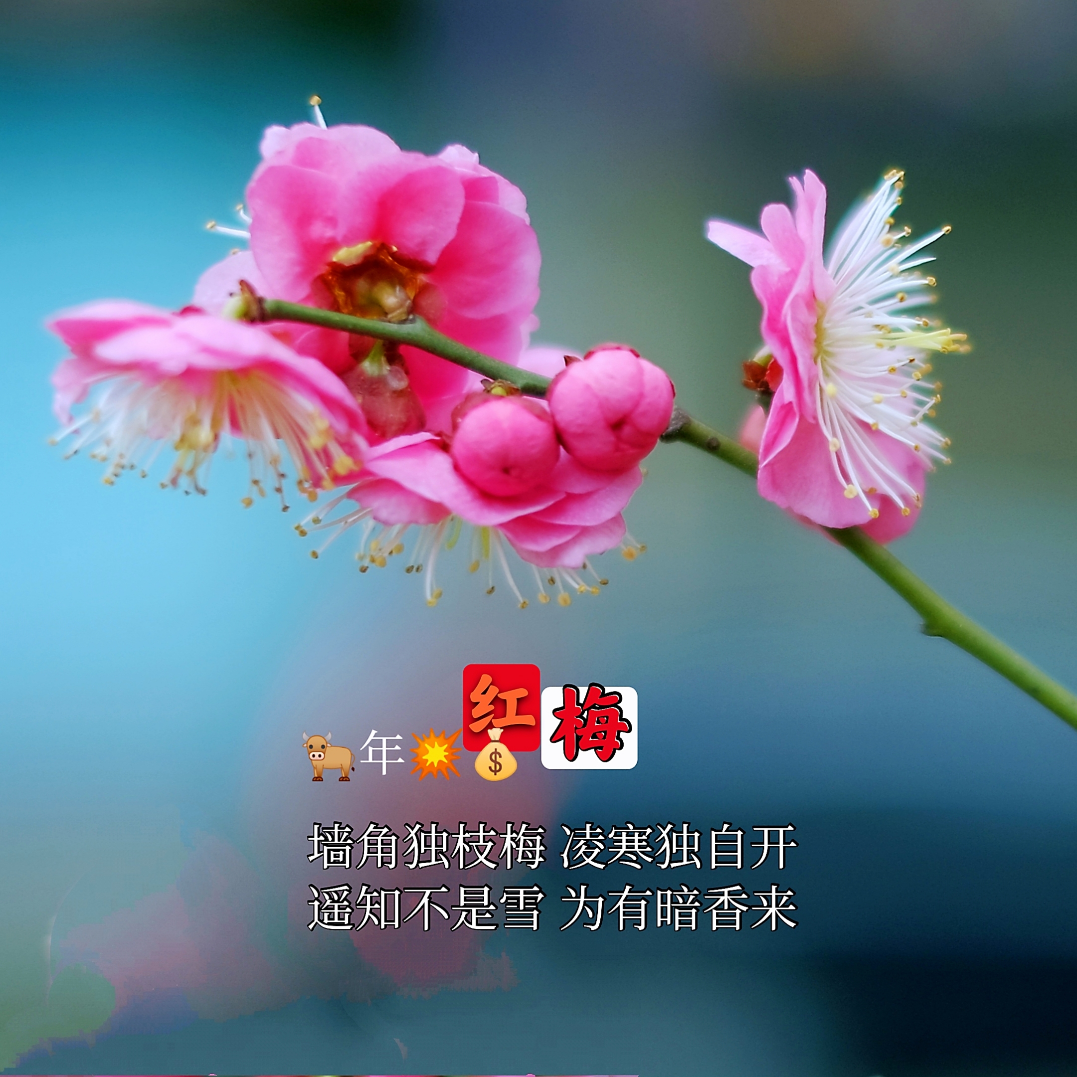 搜个好看的梅花带梅字图片