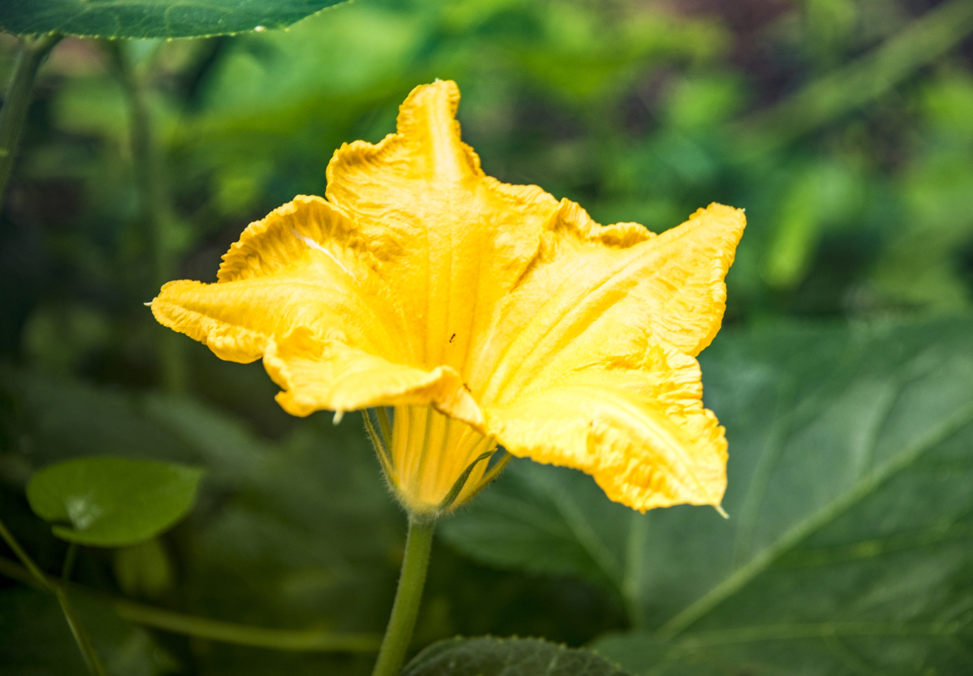 初秋家乡的南瓜花【首发】