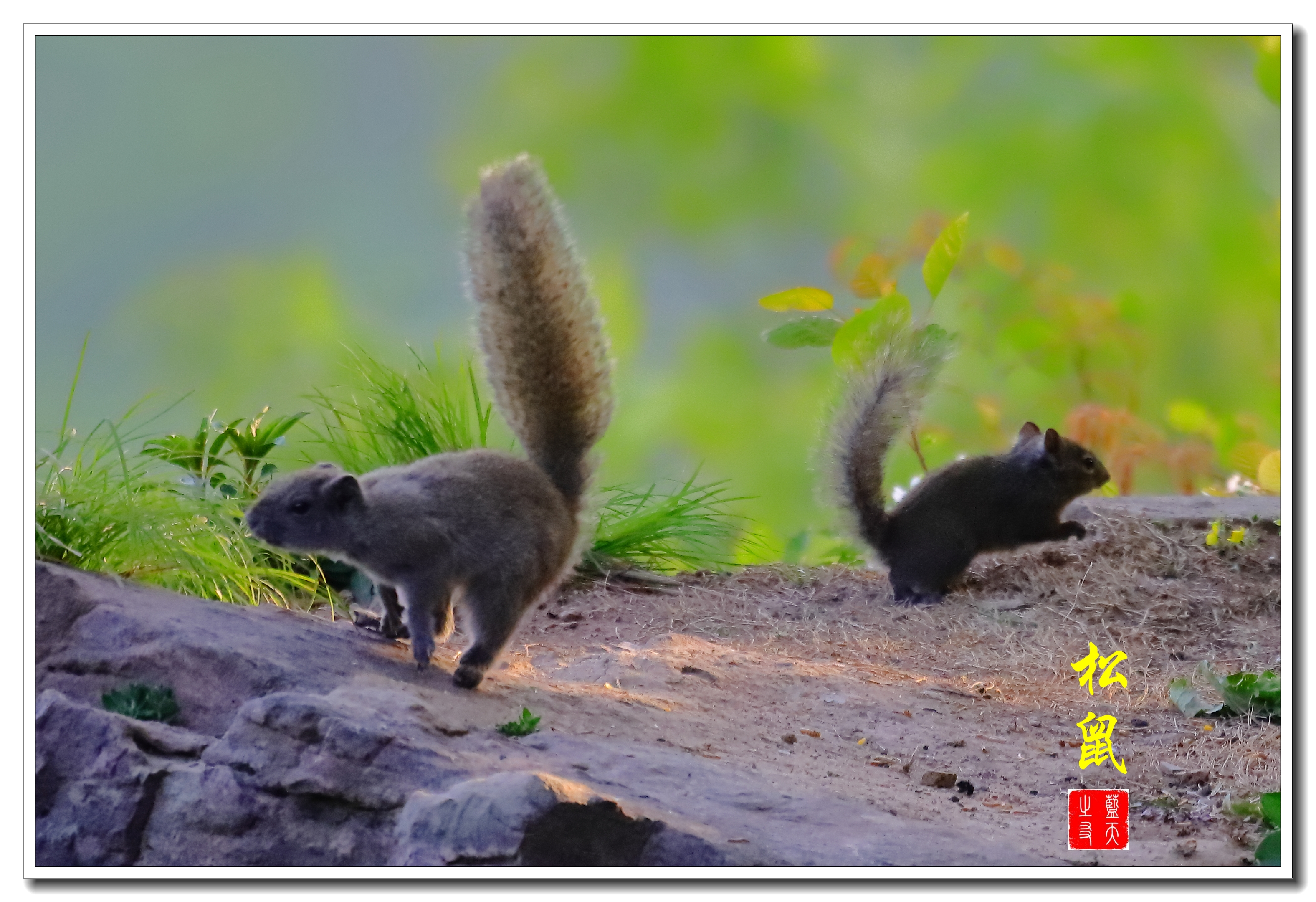 【首发】小小松鼠尾巴长