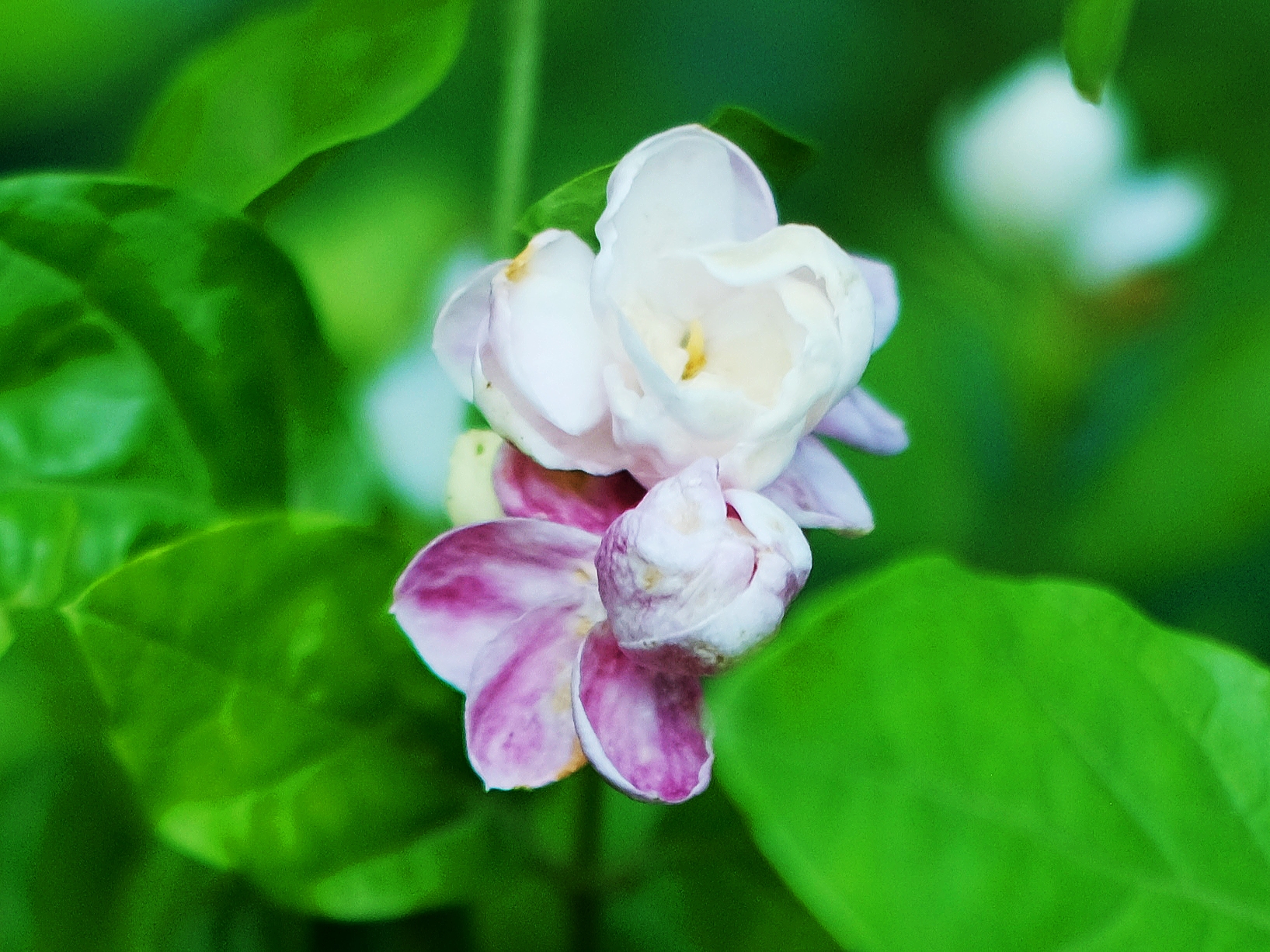 胆小猜忌介绍如下1茉莉花代表着纯真的爱意白色是一种纯洁无瑕的颜色