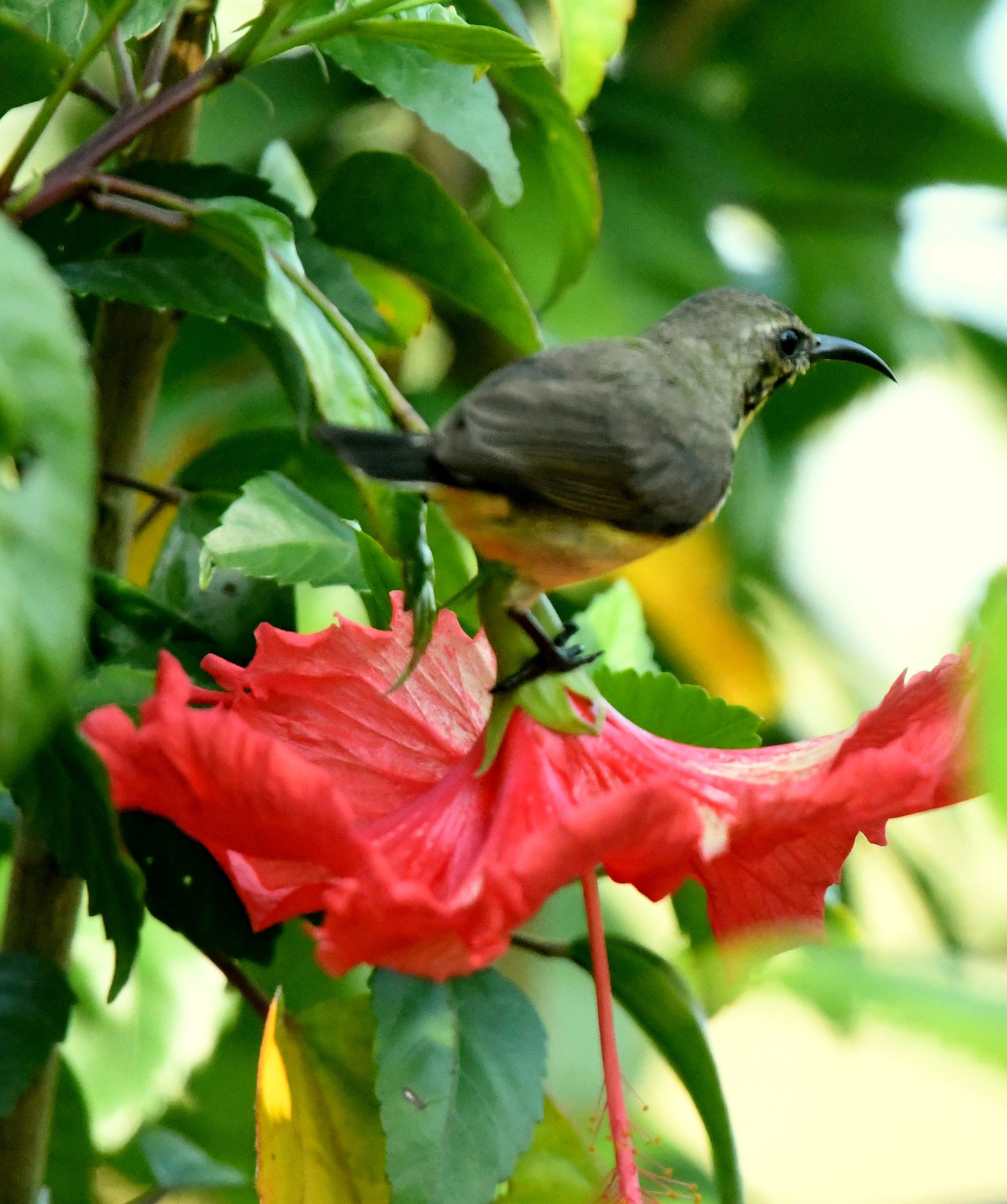 花丛中的黄腹花蜜鸟【首发】