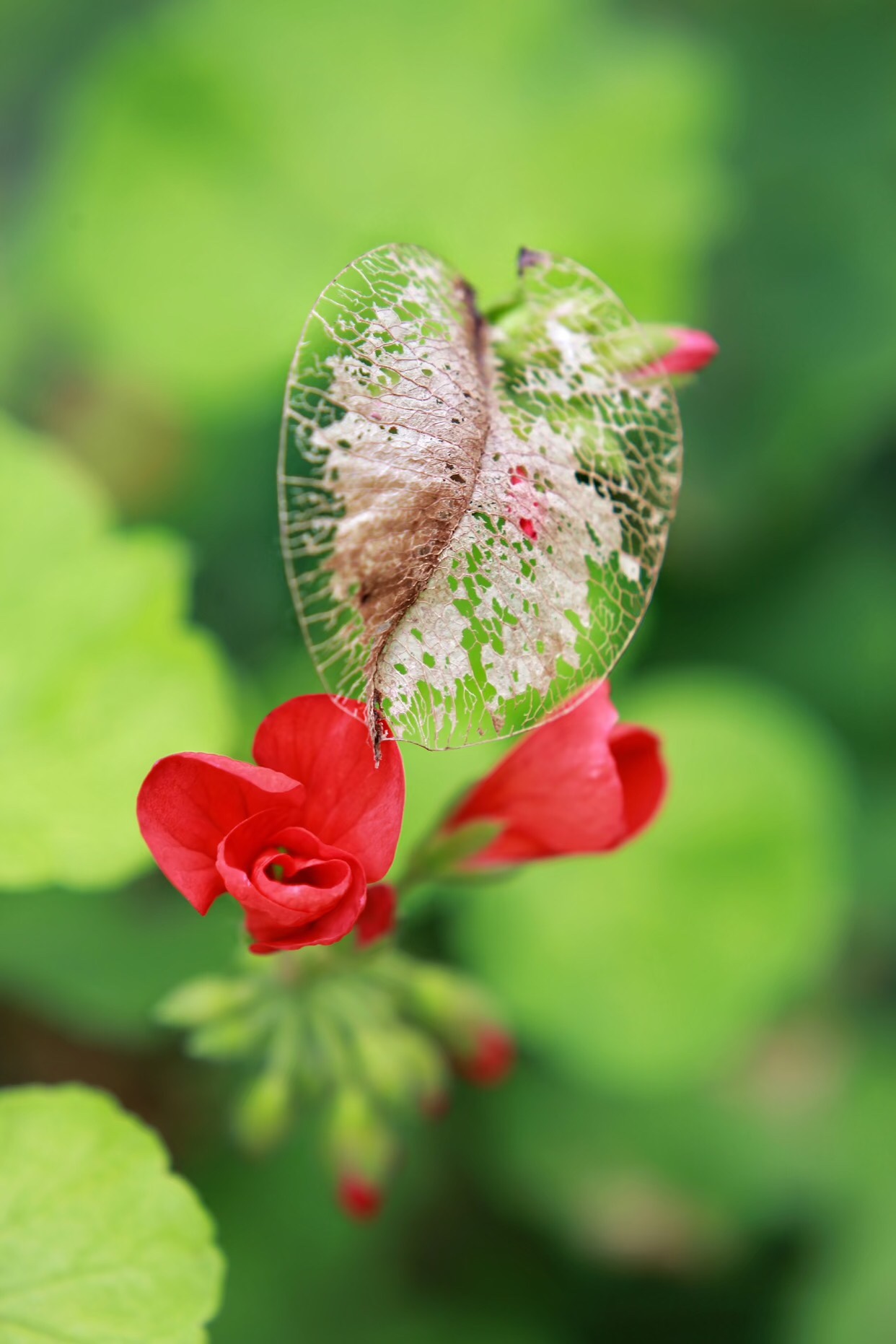 叶子对花的爱恋