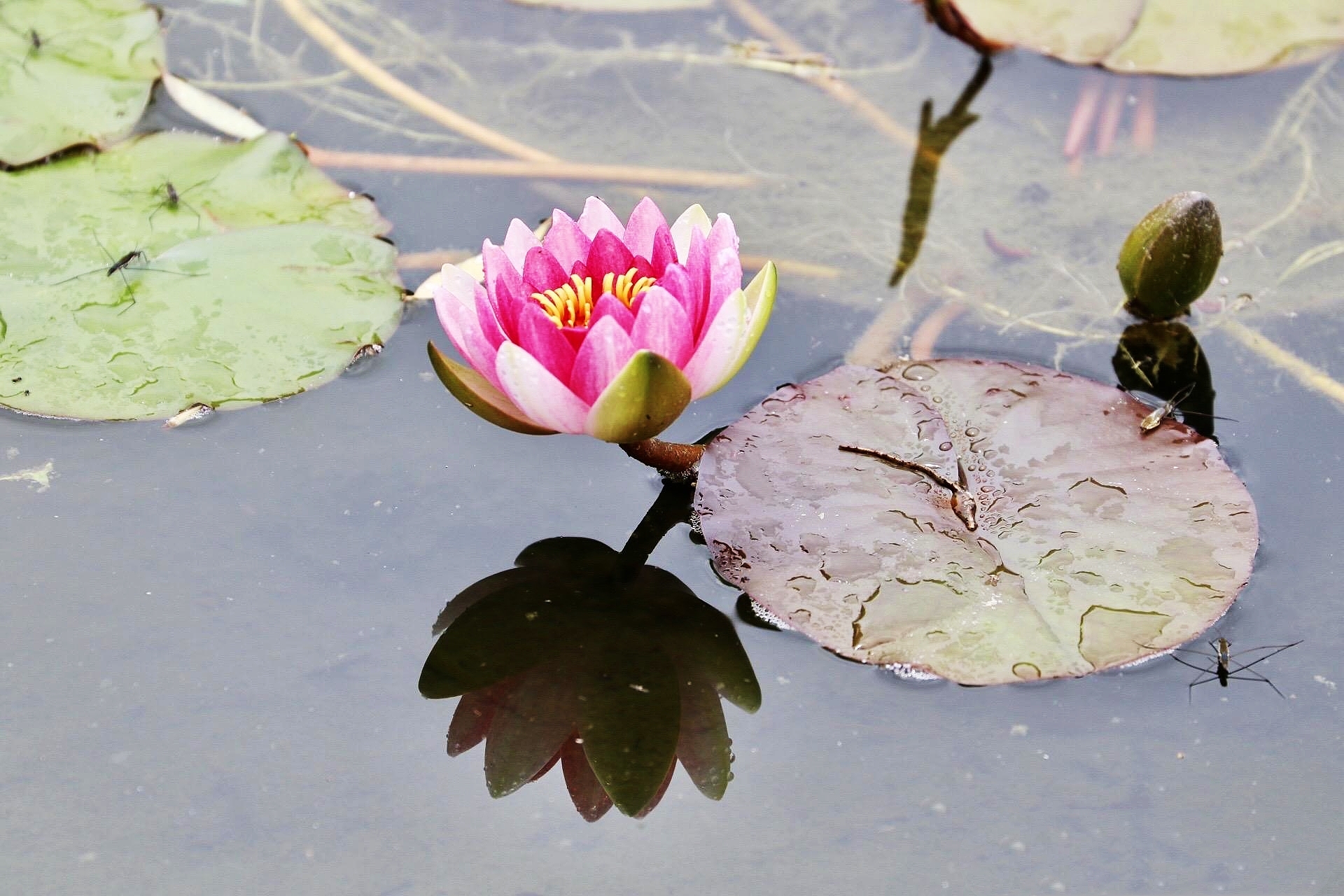 水中莲花心上佛