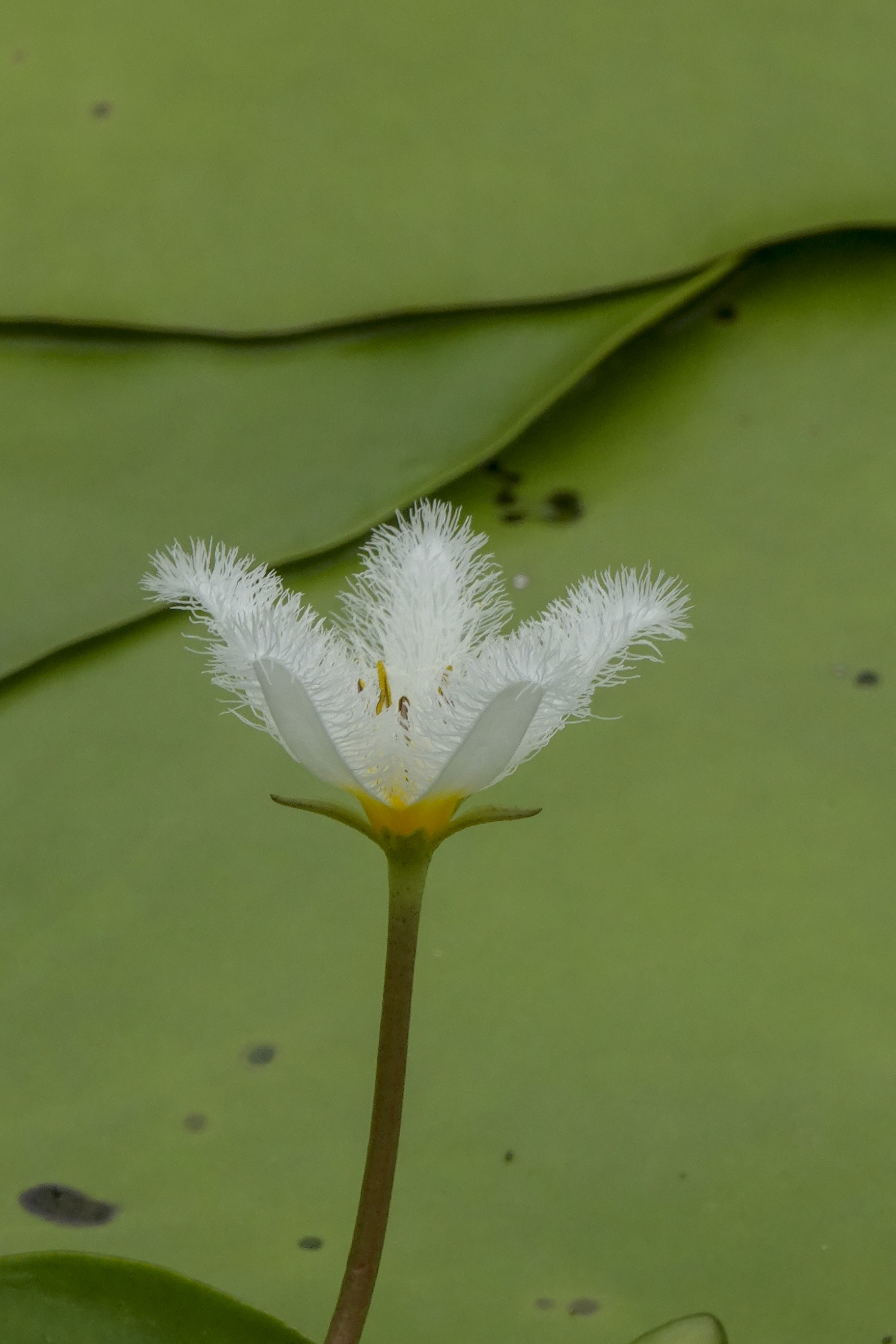 【首发】金银莲花(3)