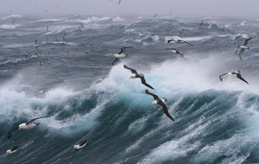 海燕在大海上飞的图片图片