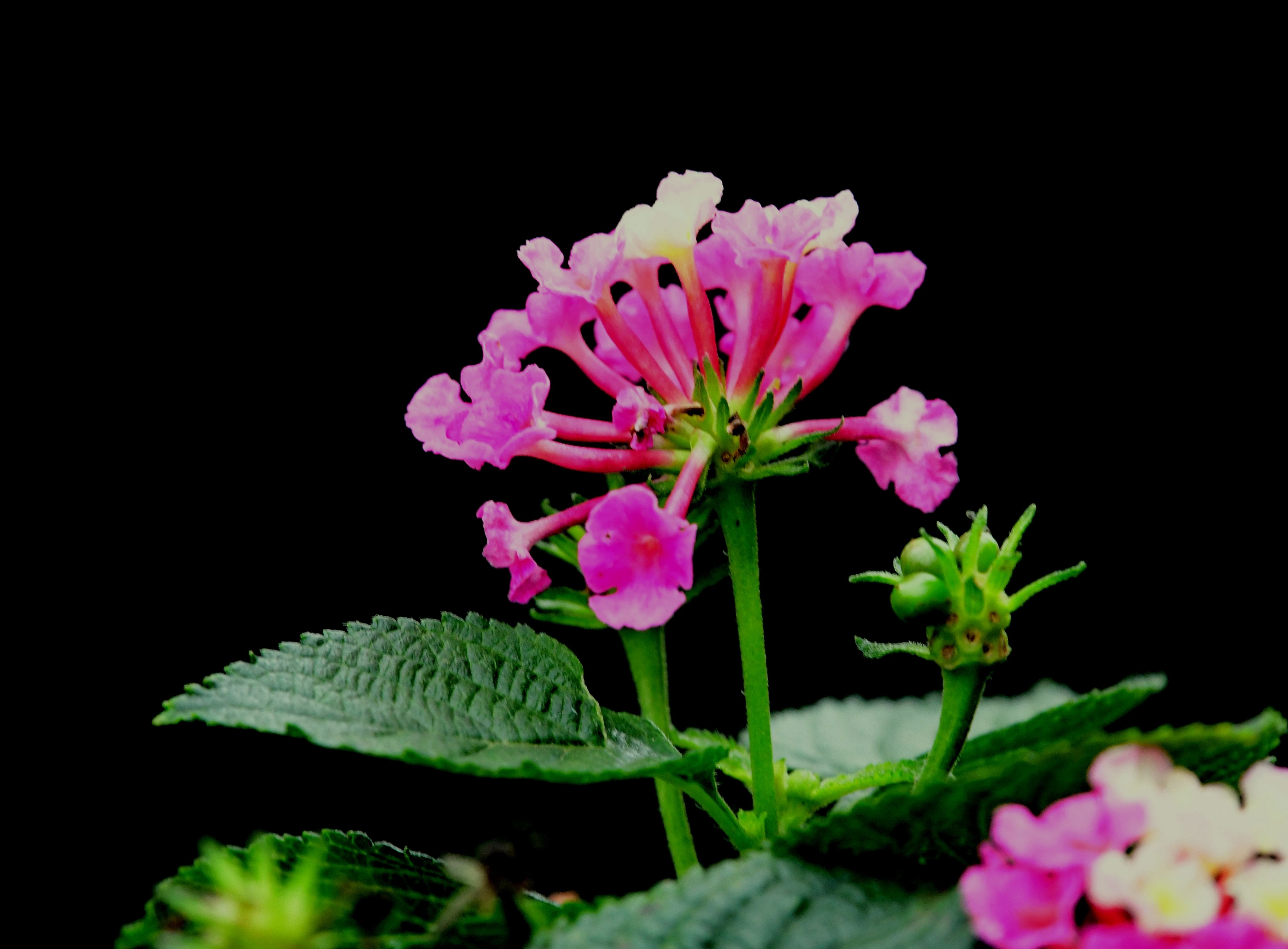 花卉摄影一一五色梅【首发】