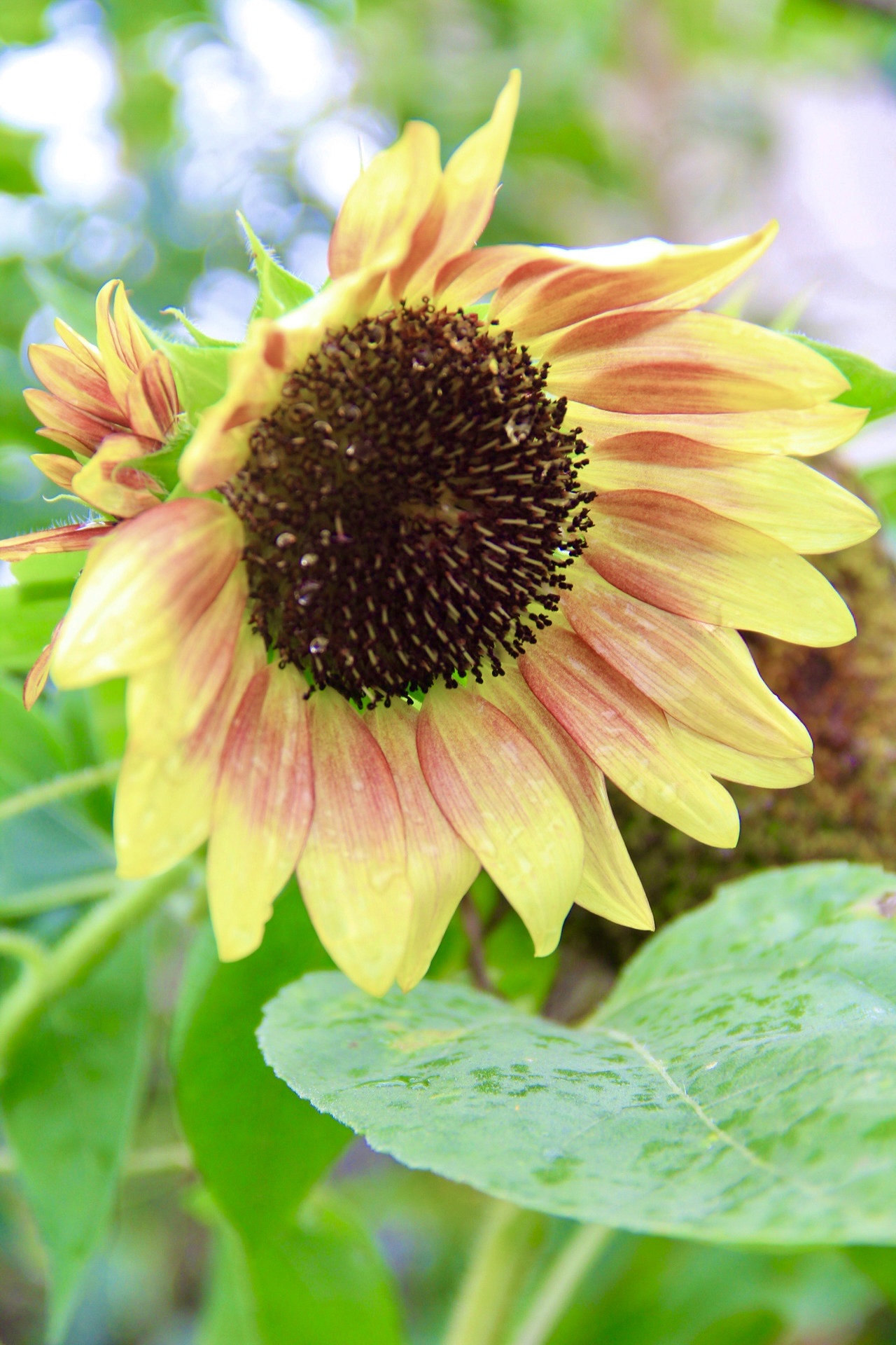 【首发】向阳花