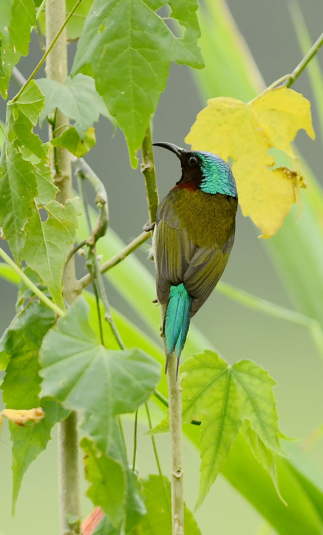叉尾太阳鸟别称燕尾太阳鸟,是雀形目太阳鸟科一种体型非常小而纤弱的