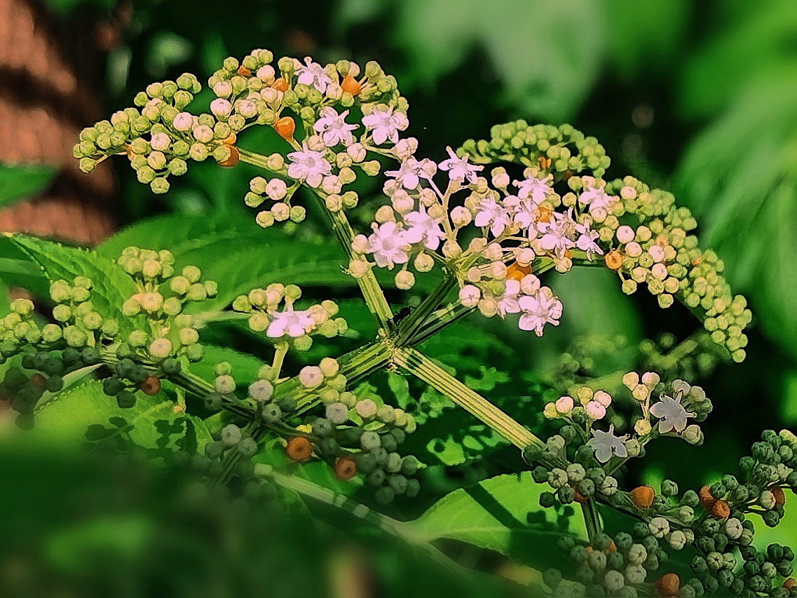 血满草《首发》