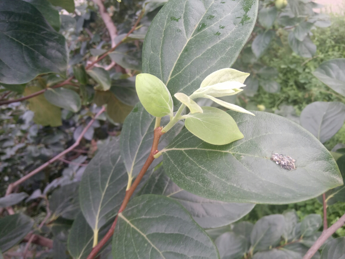 2018特殊的年份富平尖柿特殊的生长情况