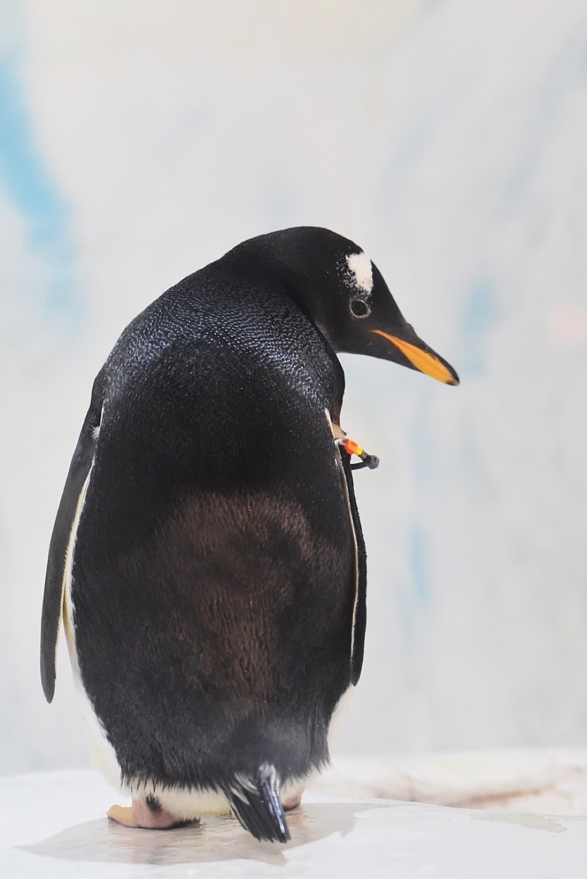 首发〕来自冰天雪地的南极奇观.国皇企鹅