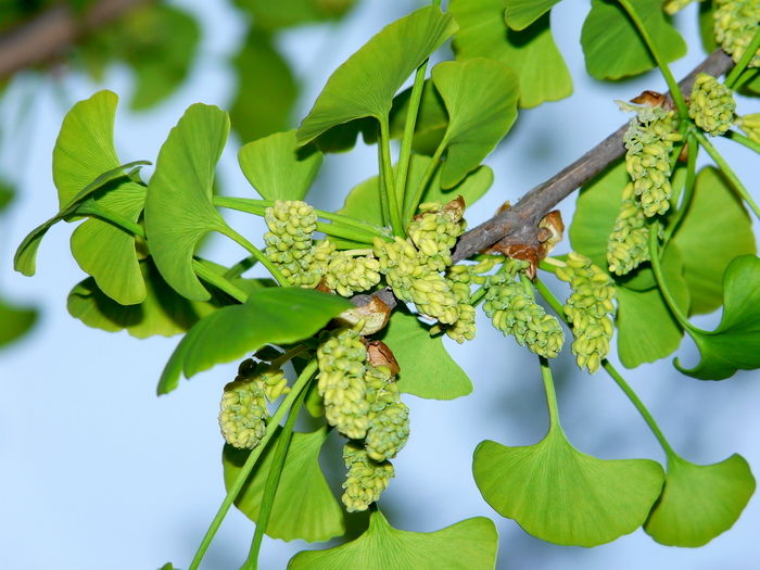 银杏雌花图片