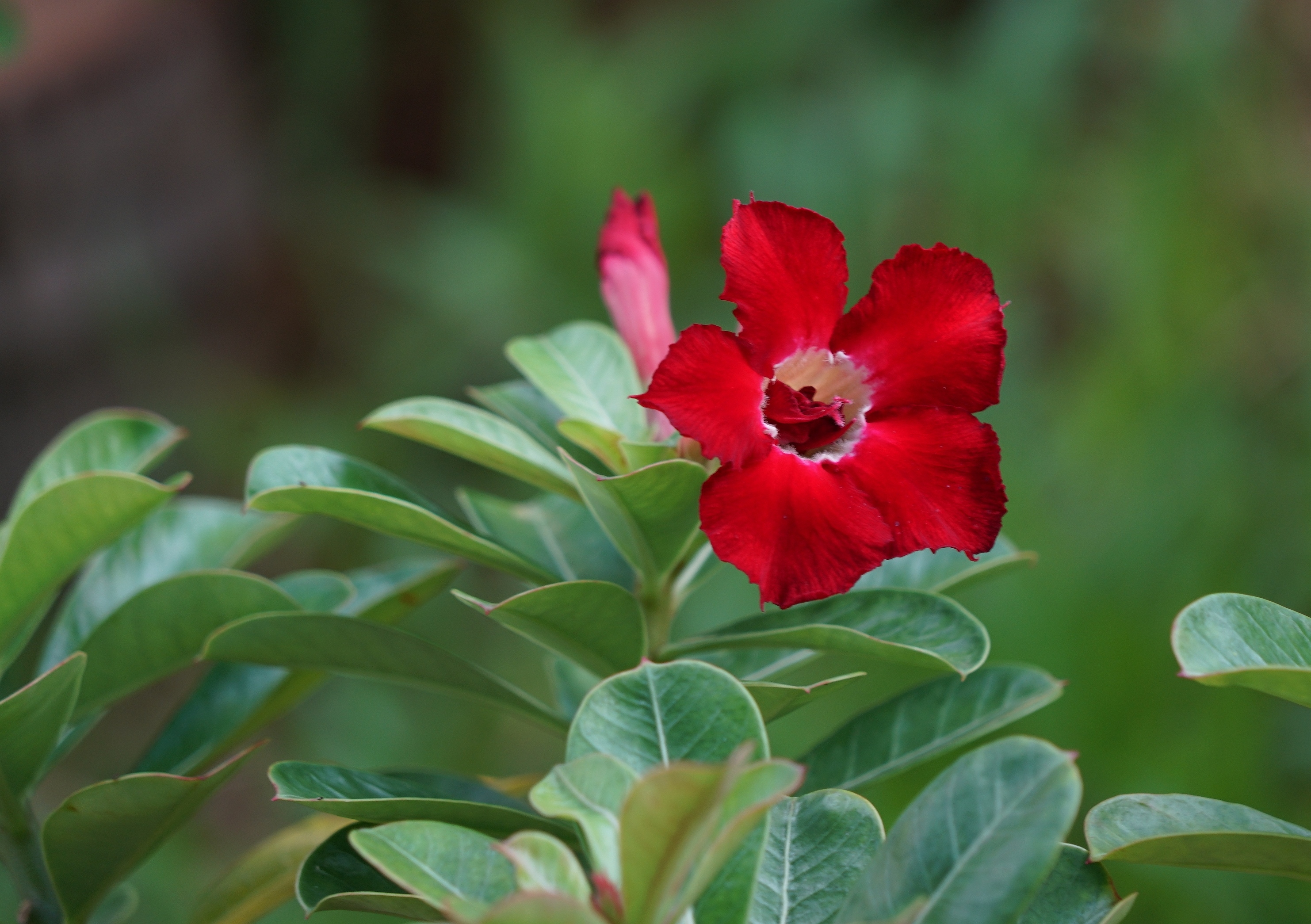 娇艳绚丽天宝花