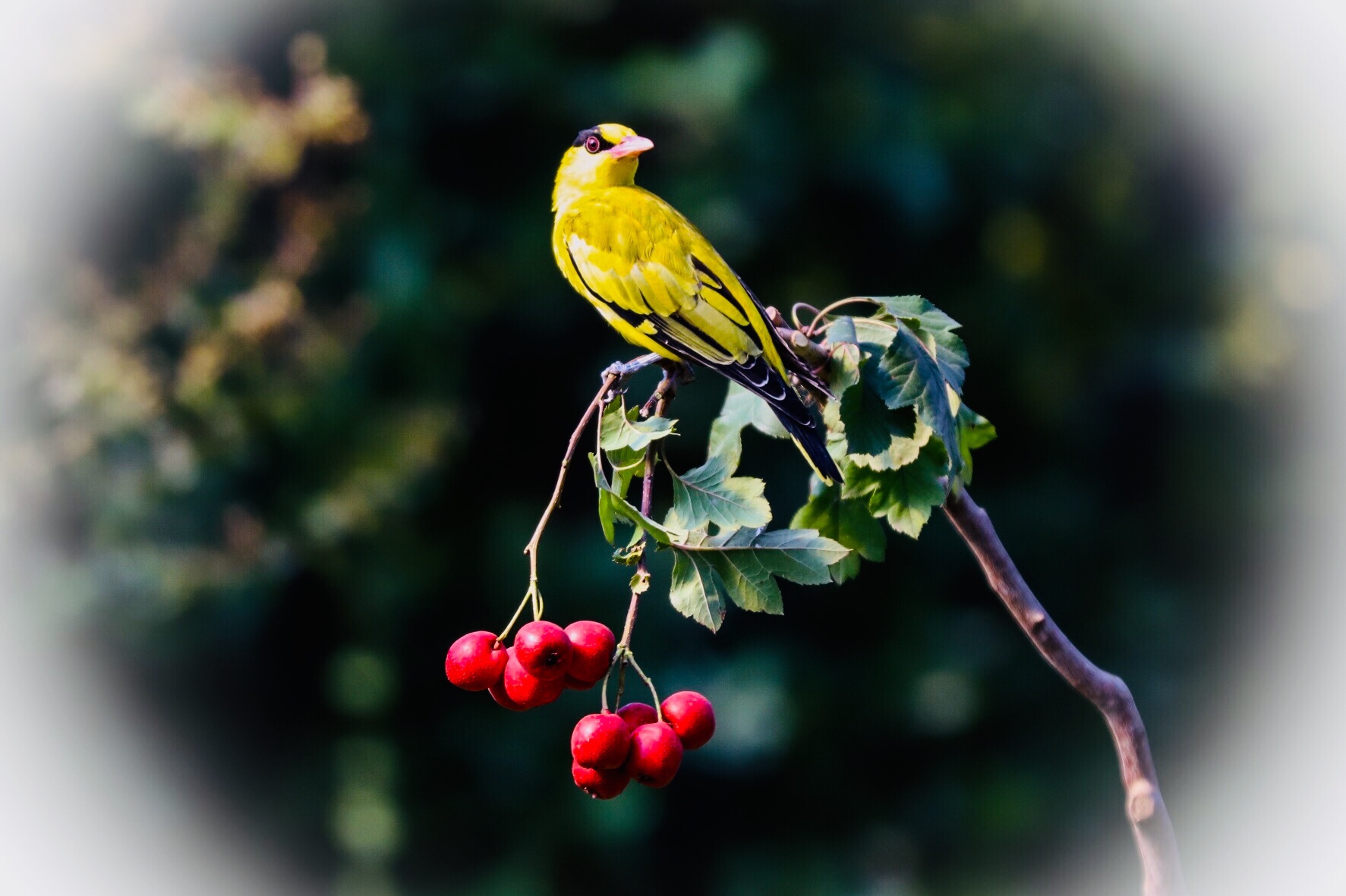 (吉他徐)(001)我的鸟趣—黄鹂鸟. 拍摄于青岛(山楂的诱惑)