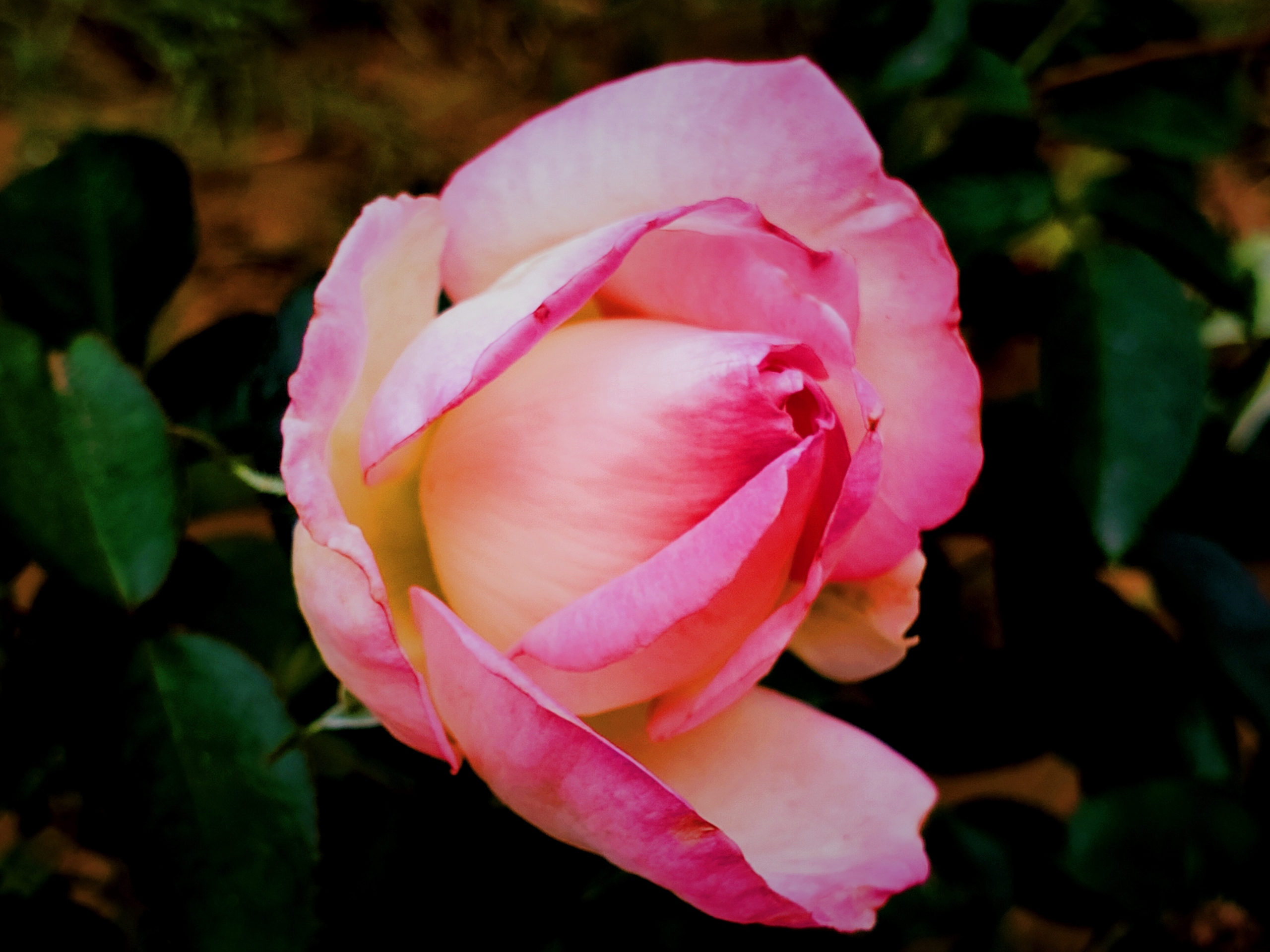 魅力四射的月季花