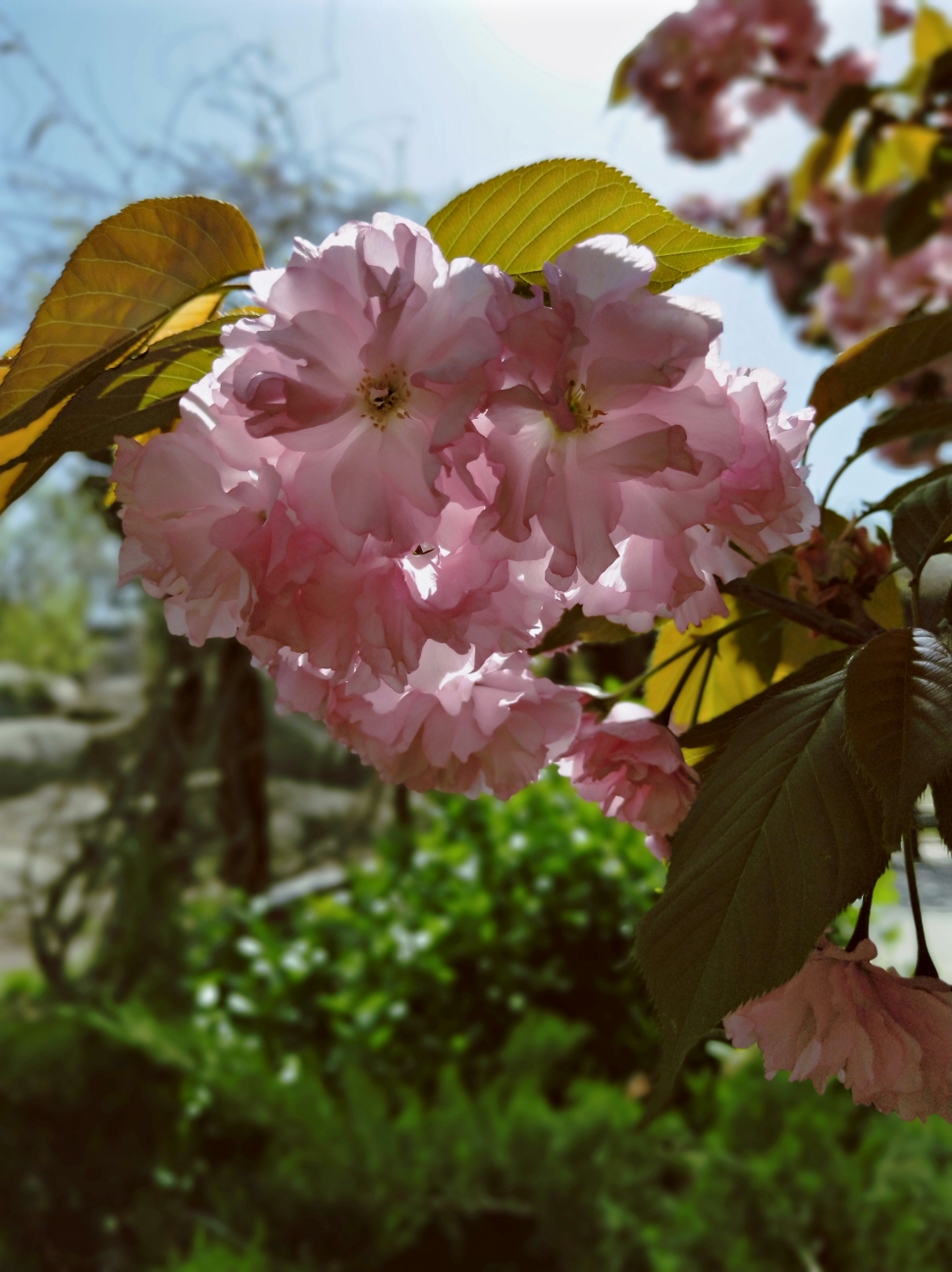 春季花开景色迷人
