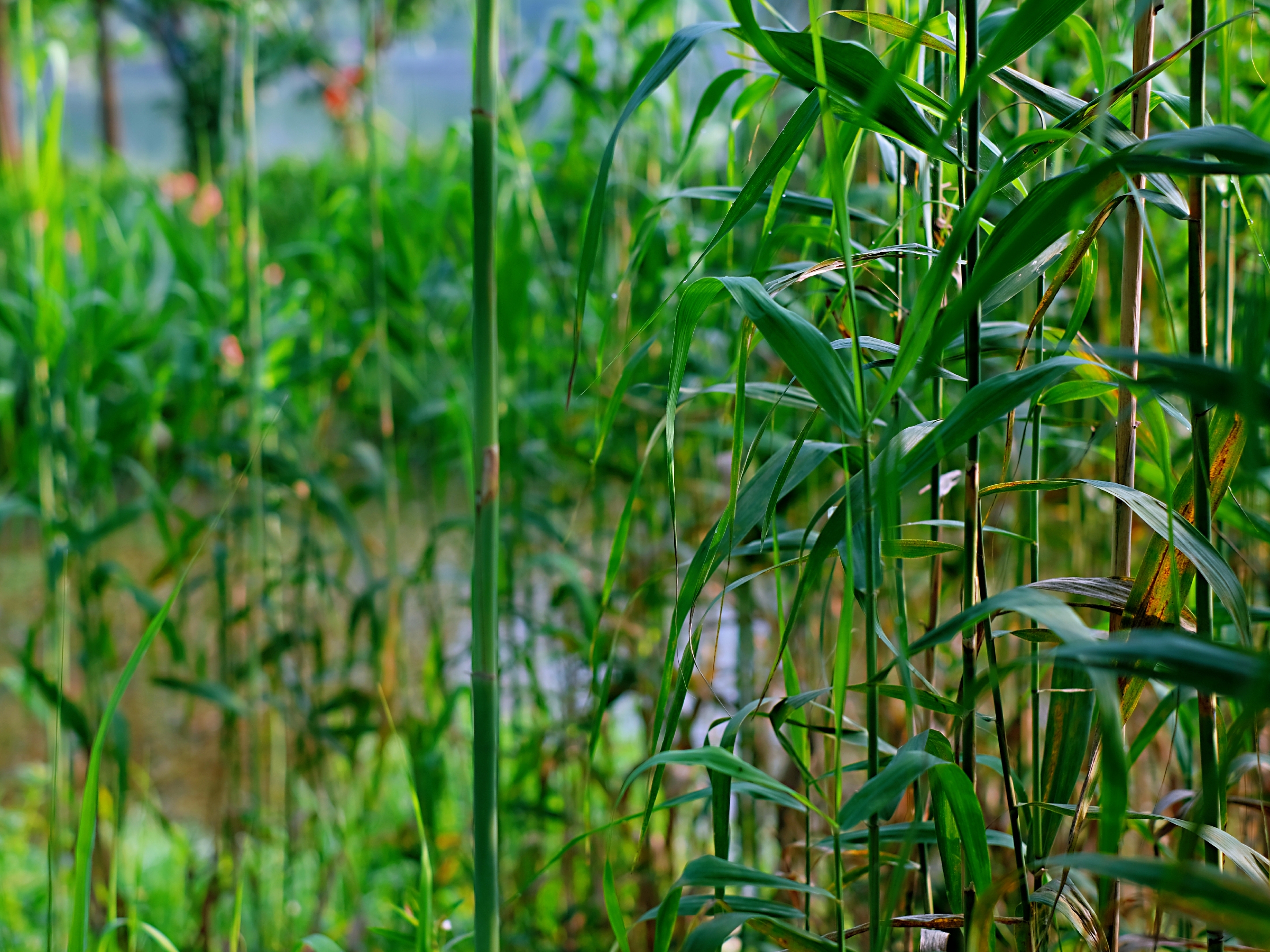 致信家乡*青青芦苇林